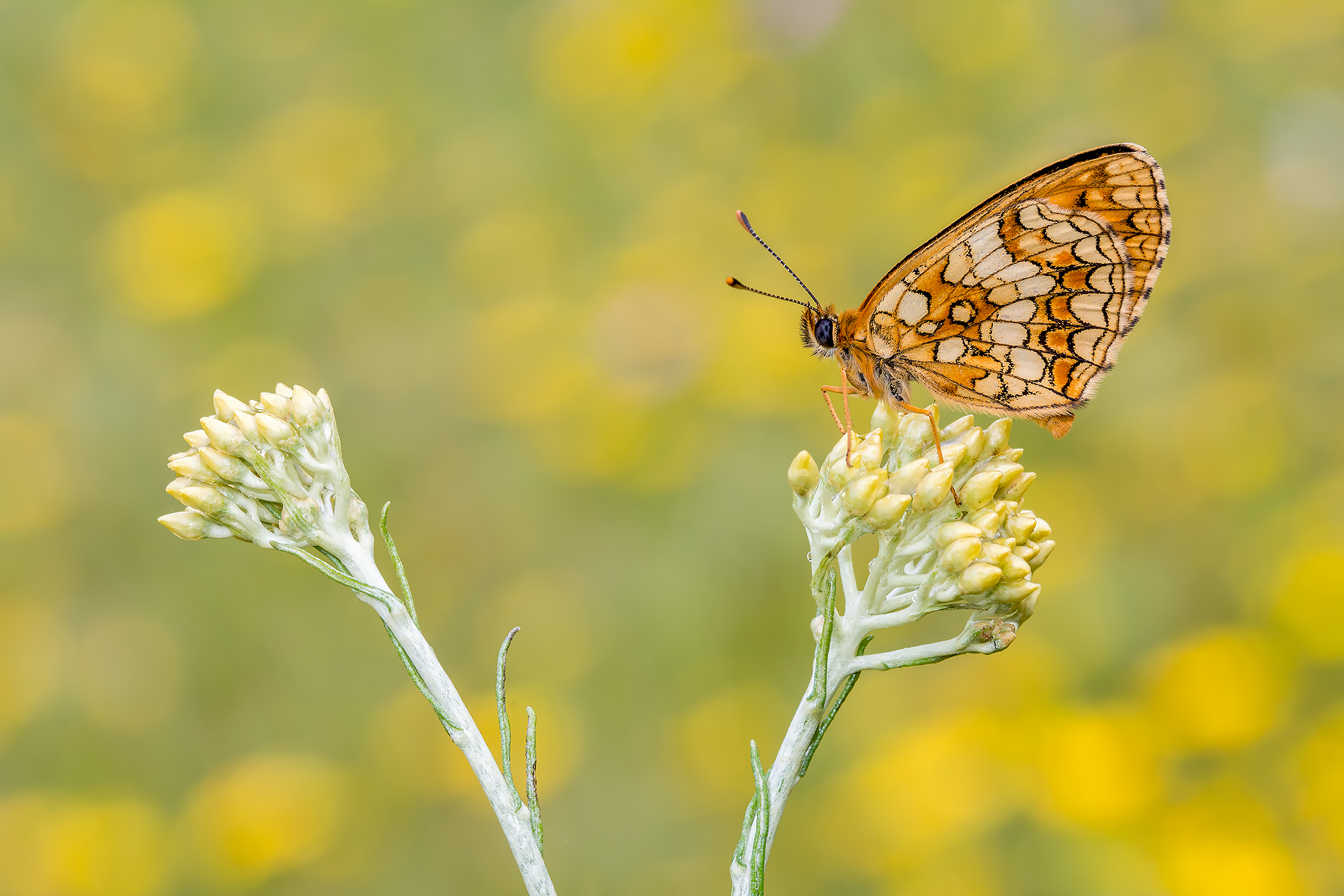 melitaea