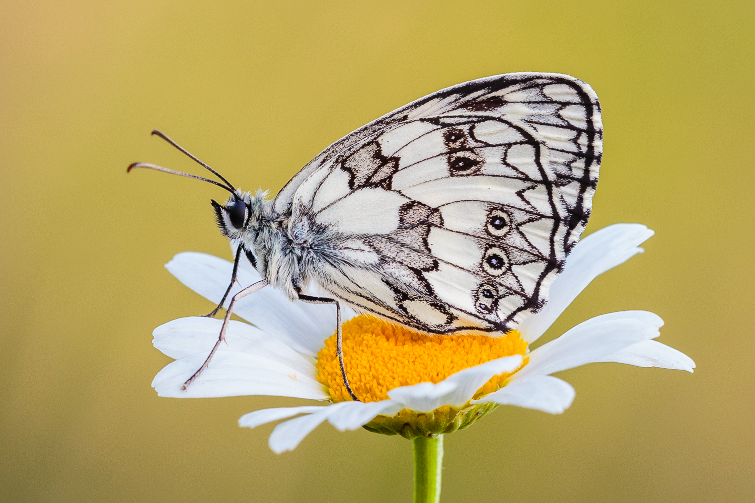 Melanargia galathea