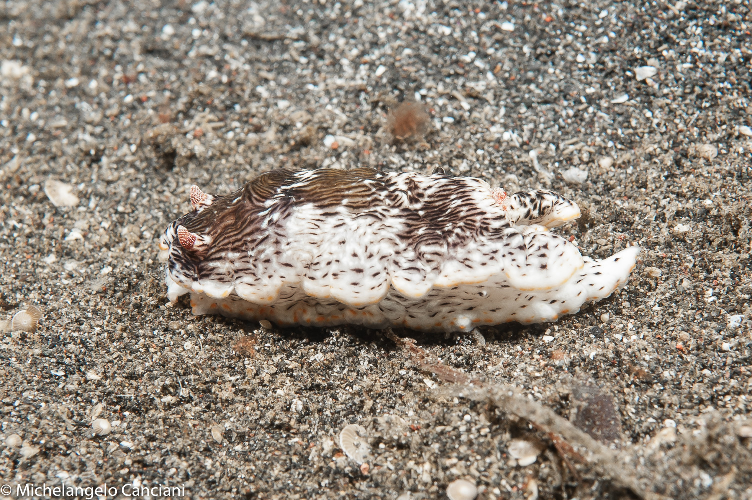 chromodoris burni