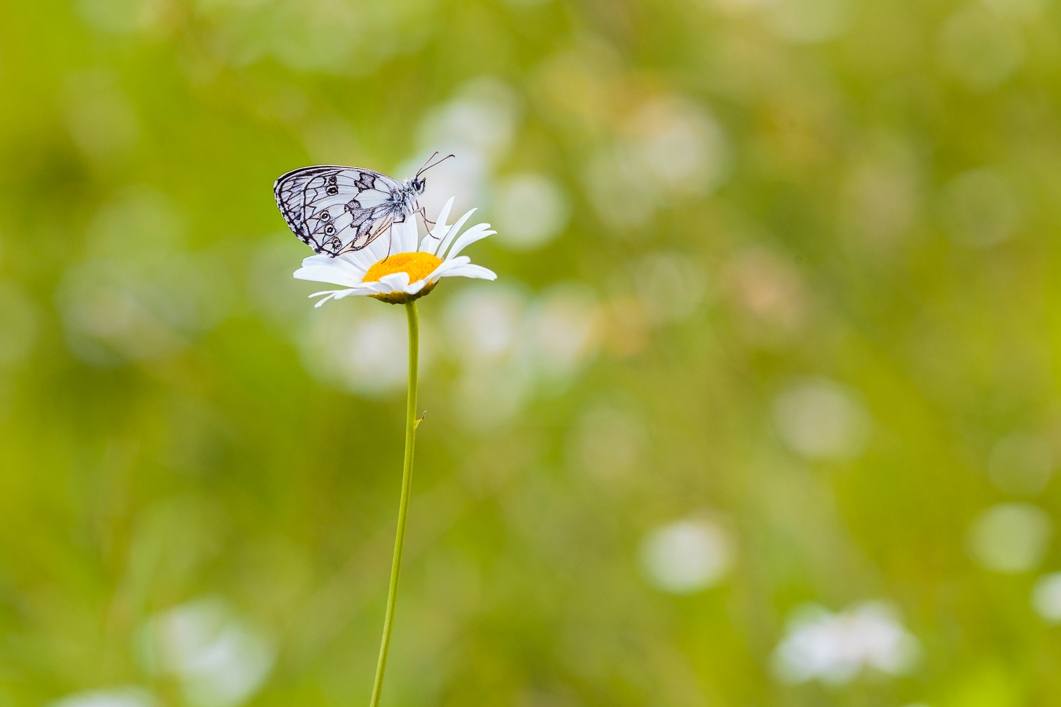 Melanargia galathea