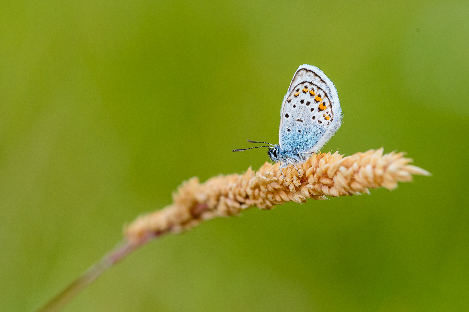 Plebejus argus