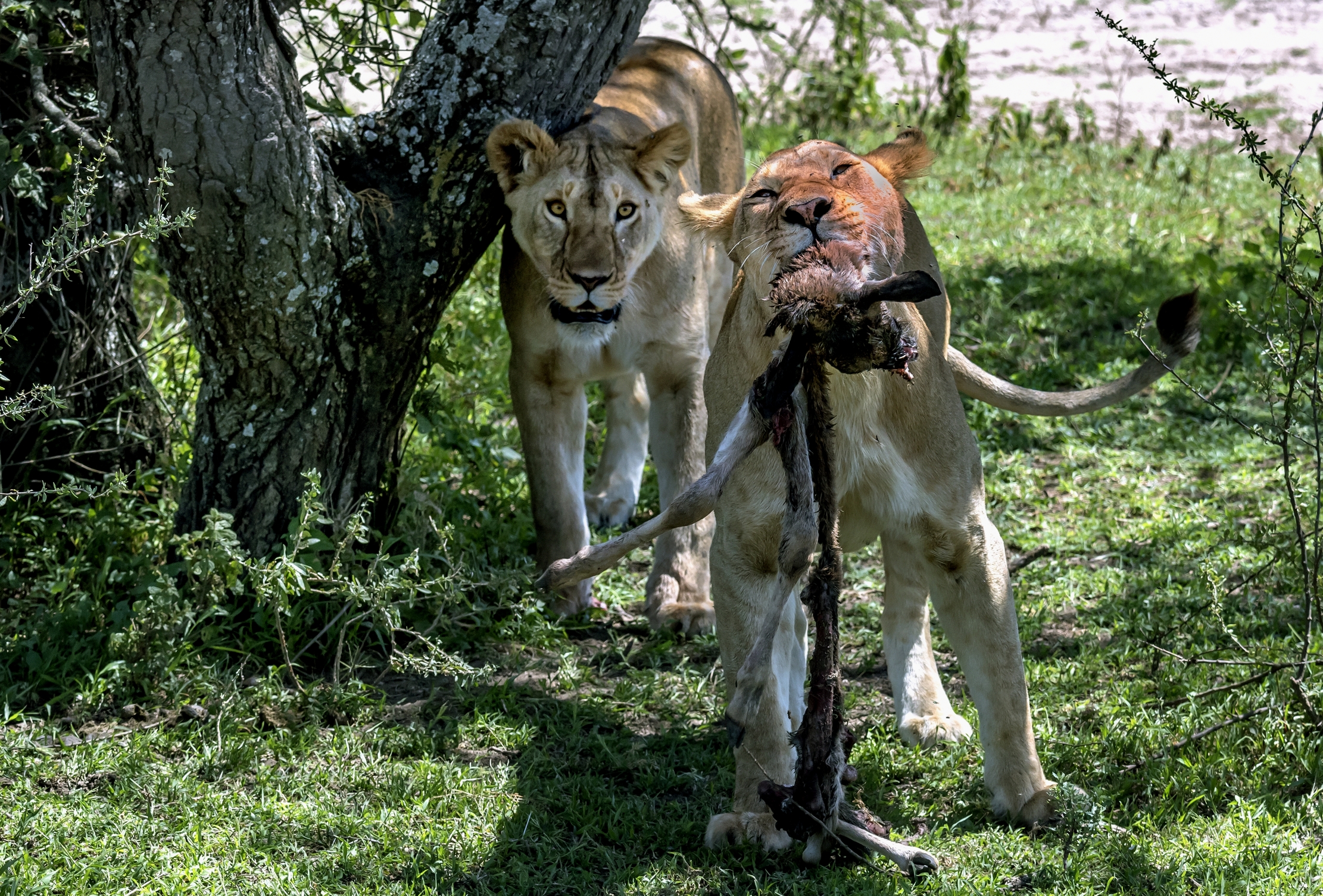 Tanzania 2016 - Serengeti