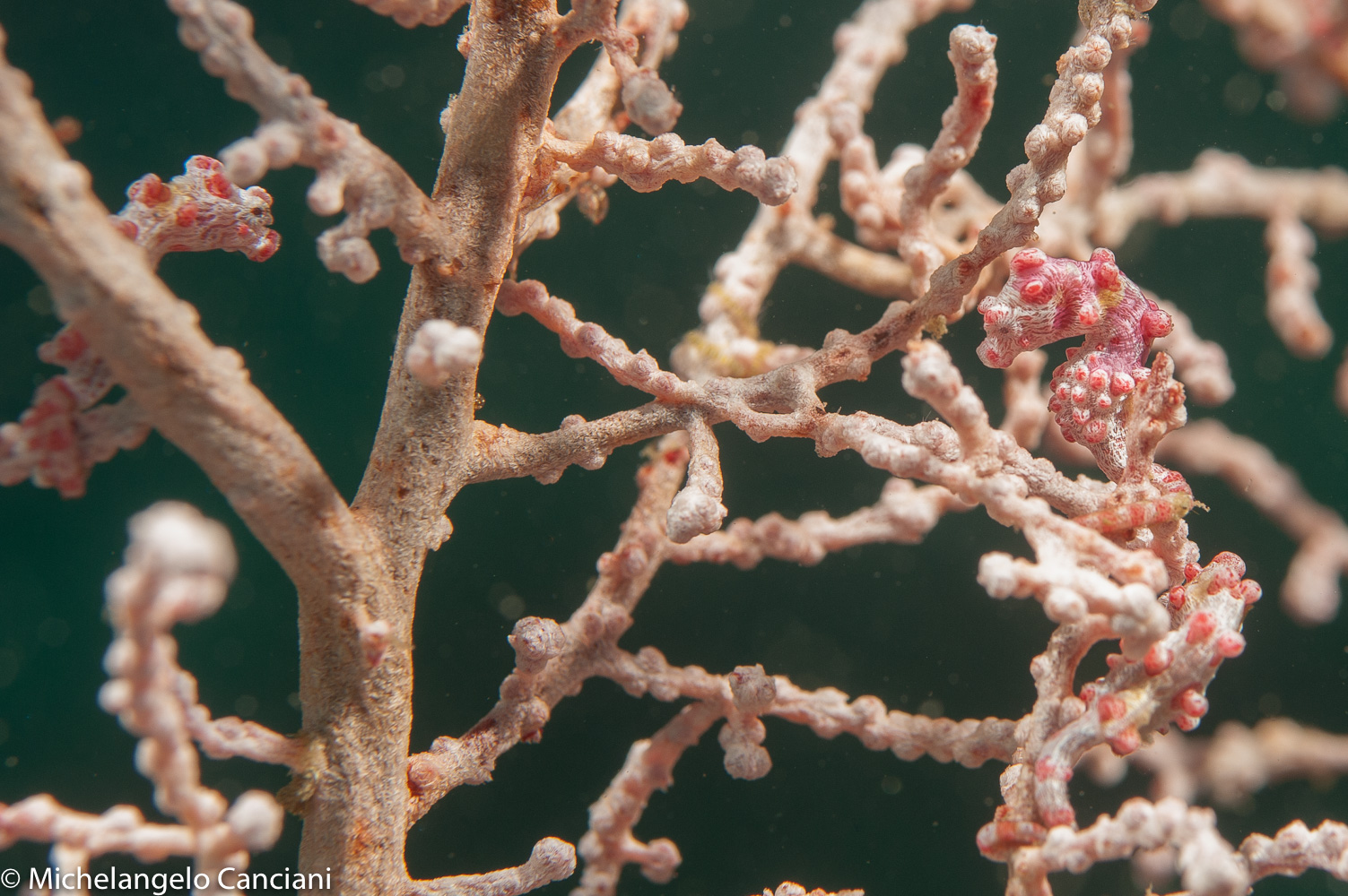 hyppocampus bargibanti