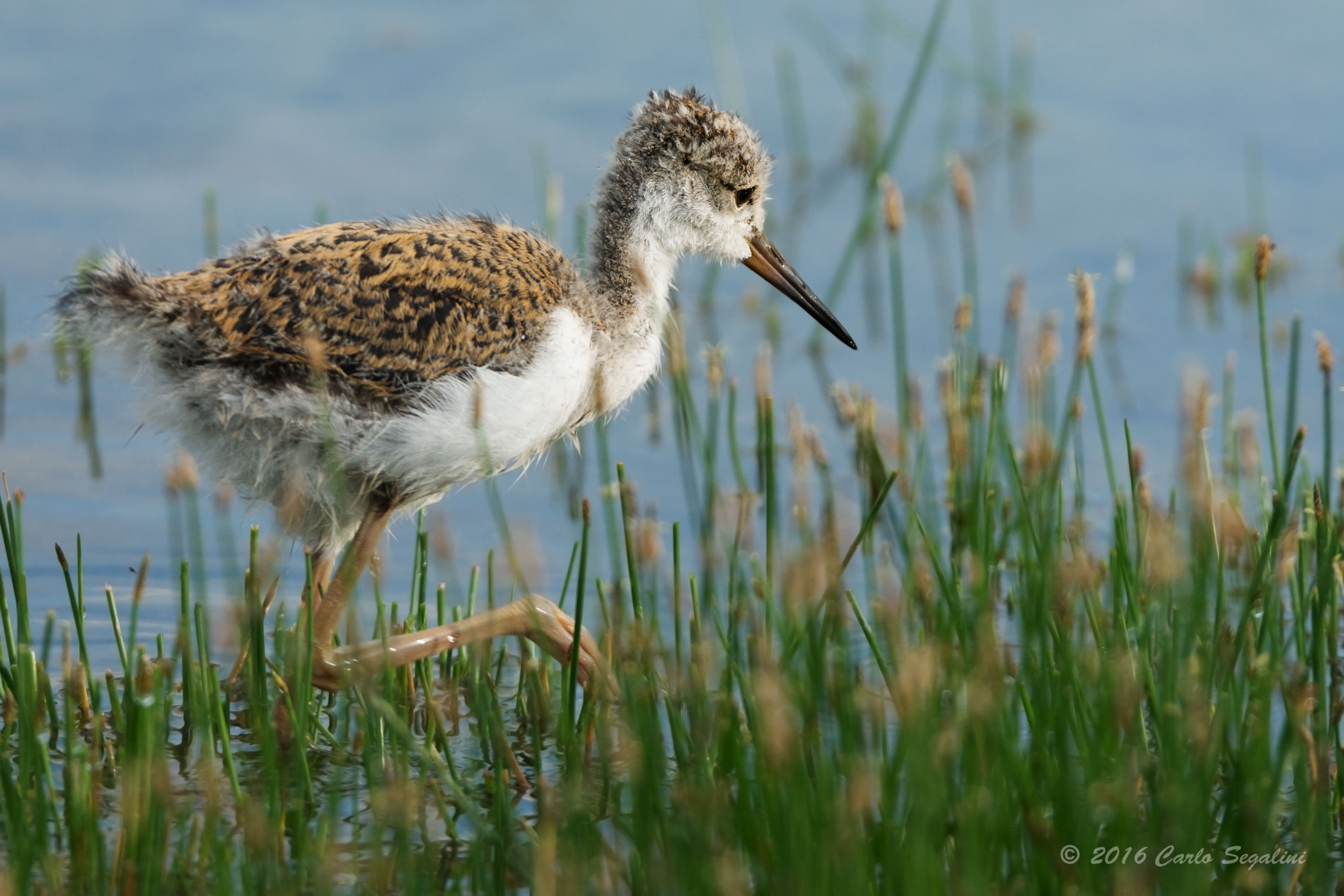 Pullo di Cavaliere d'italia