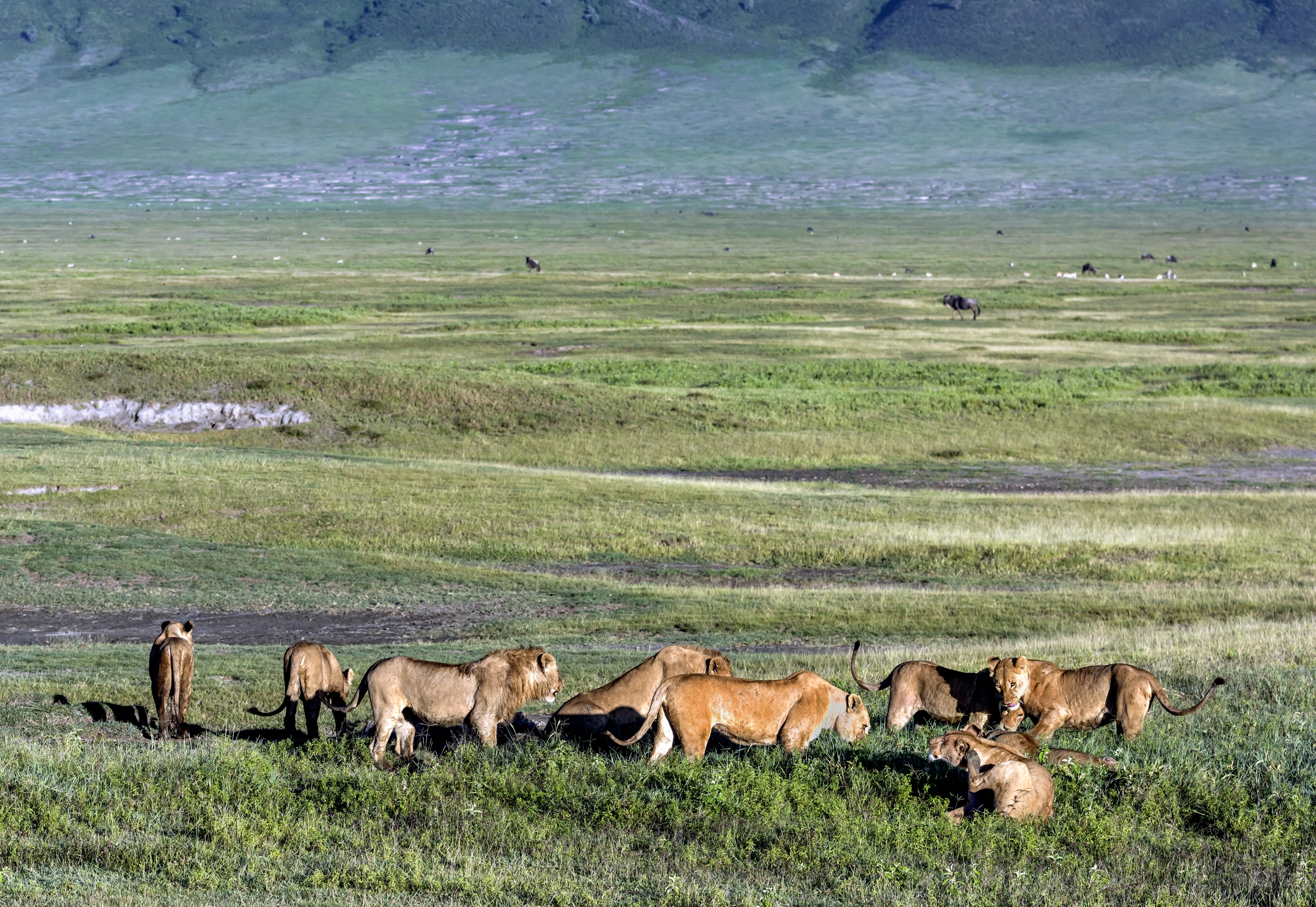 Tanzania 2016 - Nel Ngorongoro crater