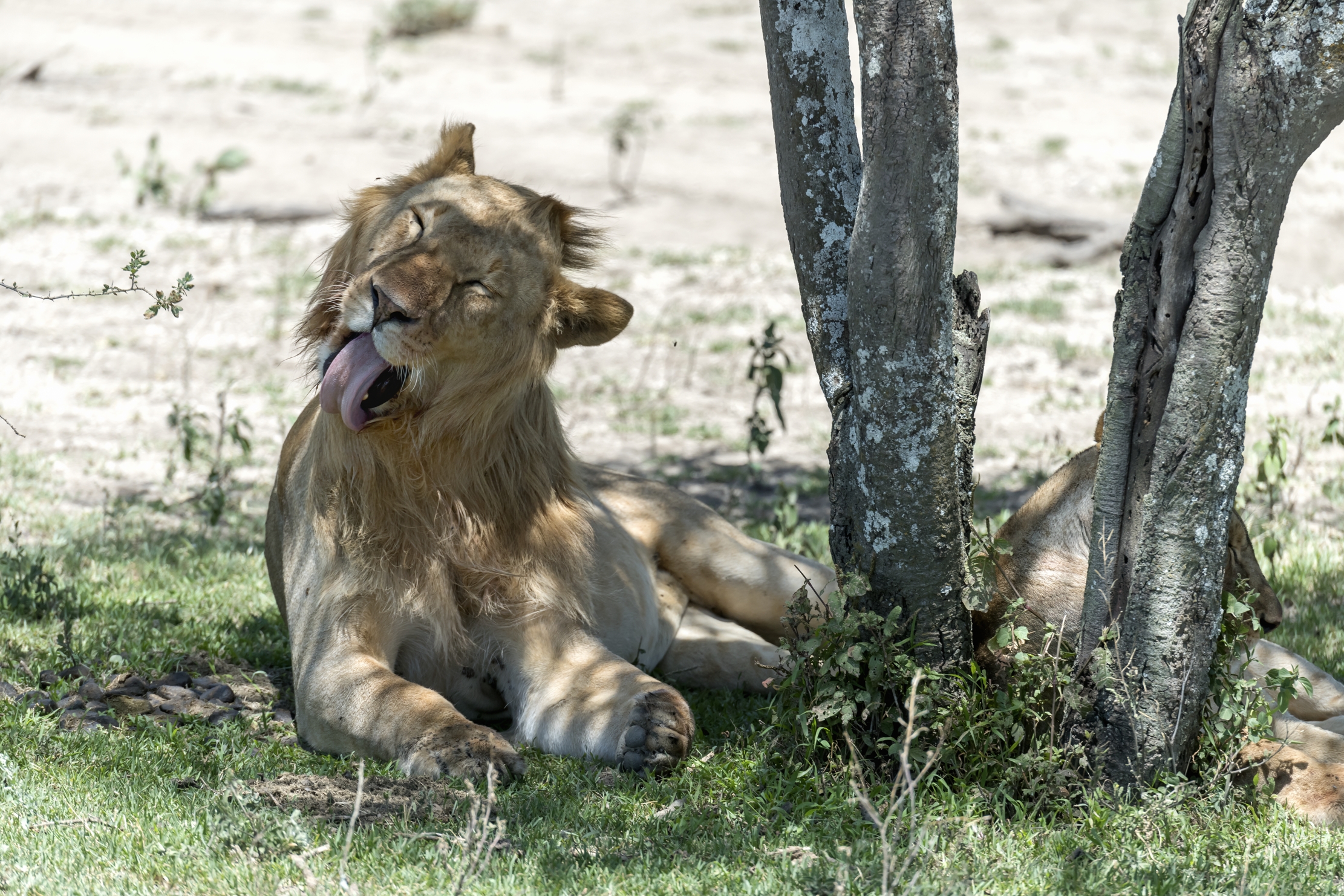 Tanzania 2016 - Lingua lunga
