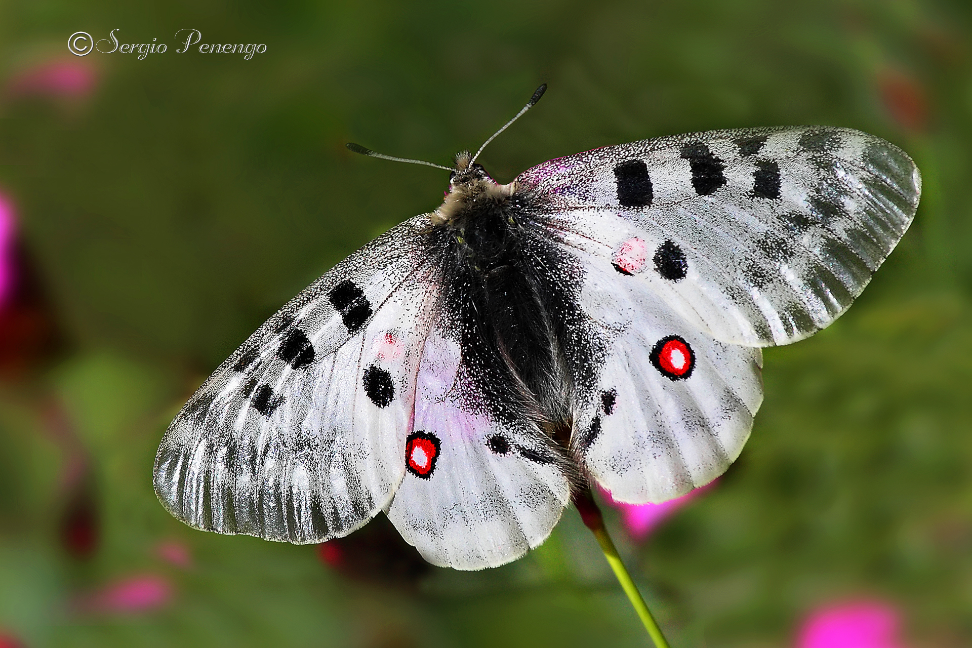 "Parnassius Apollo"