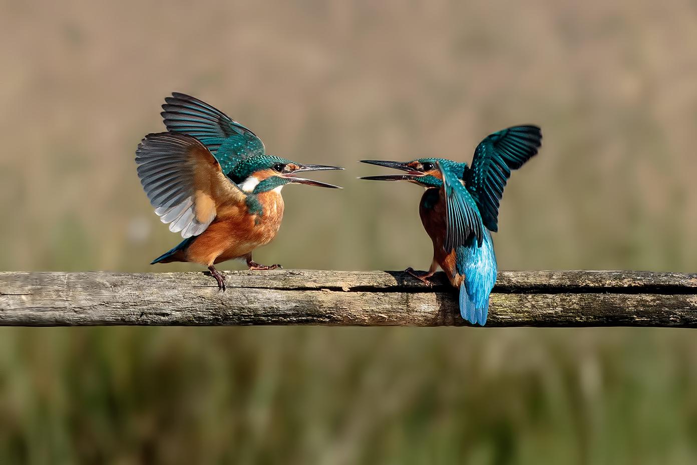 Fighting between Martini.