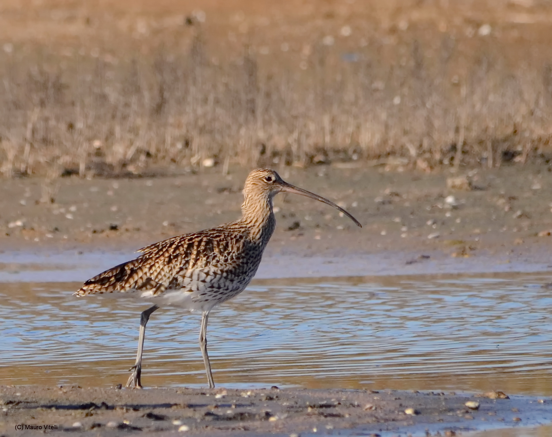 Curlew