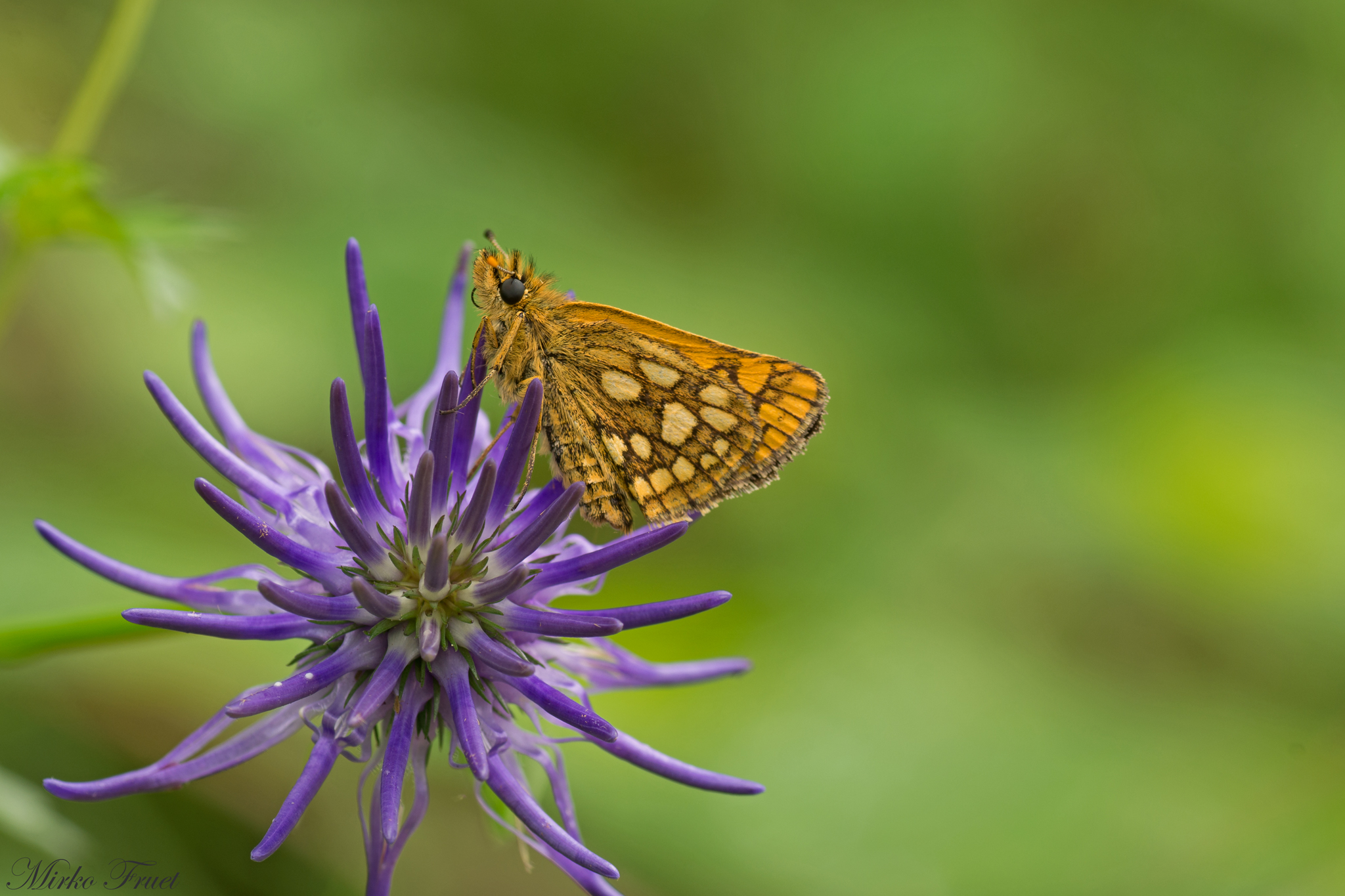 Raponzolo in compagnia