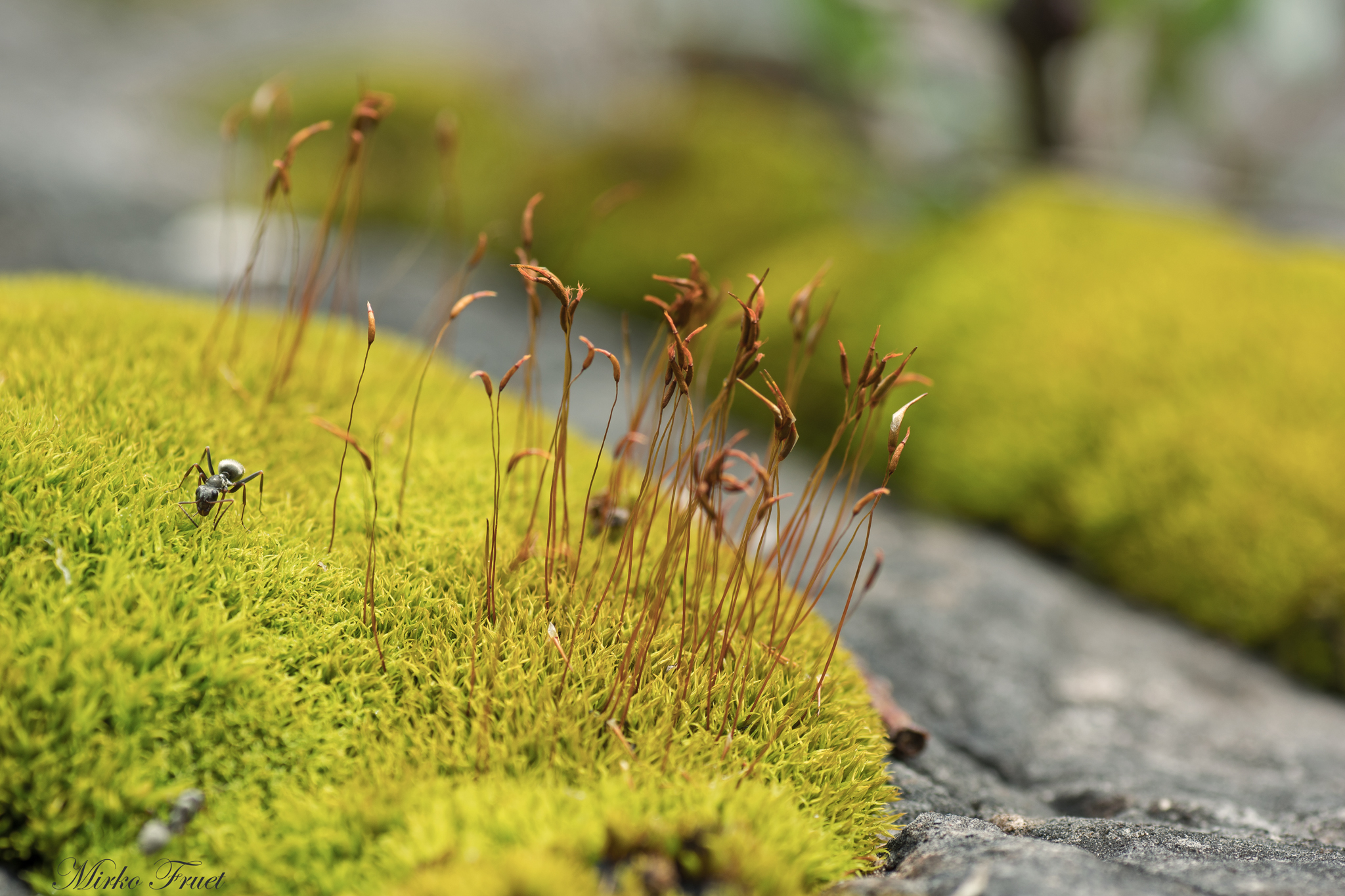 Il "viale" delle formiche