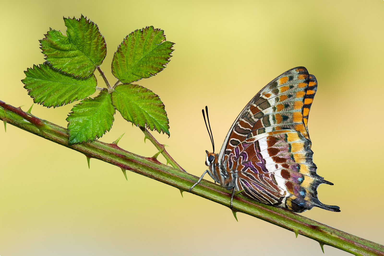 Charaxes jasius