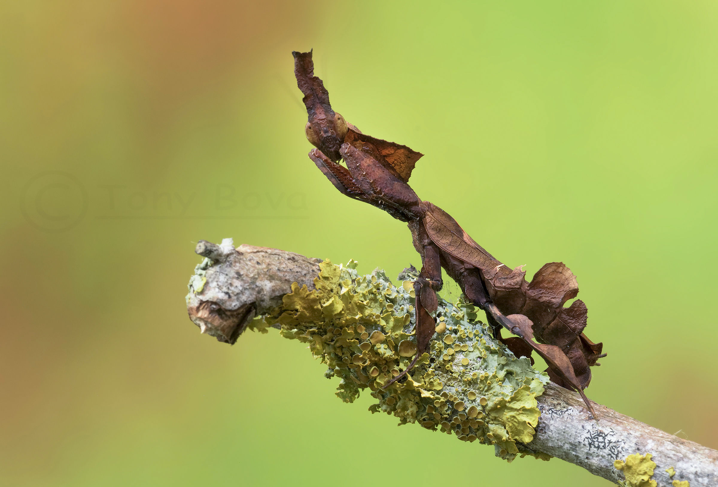 The ghost mantis ...
