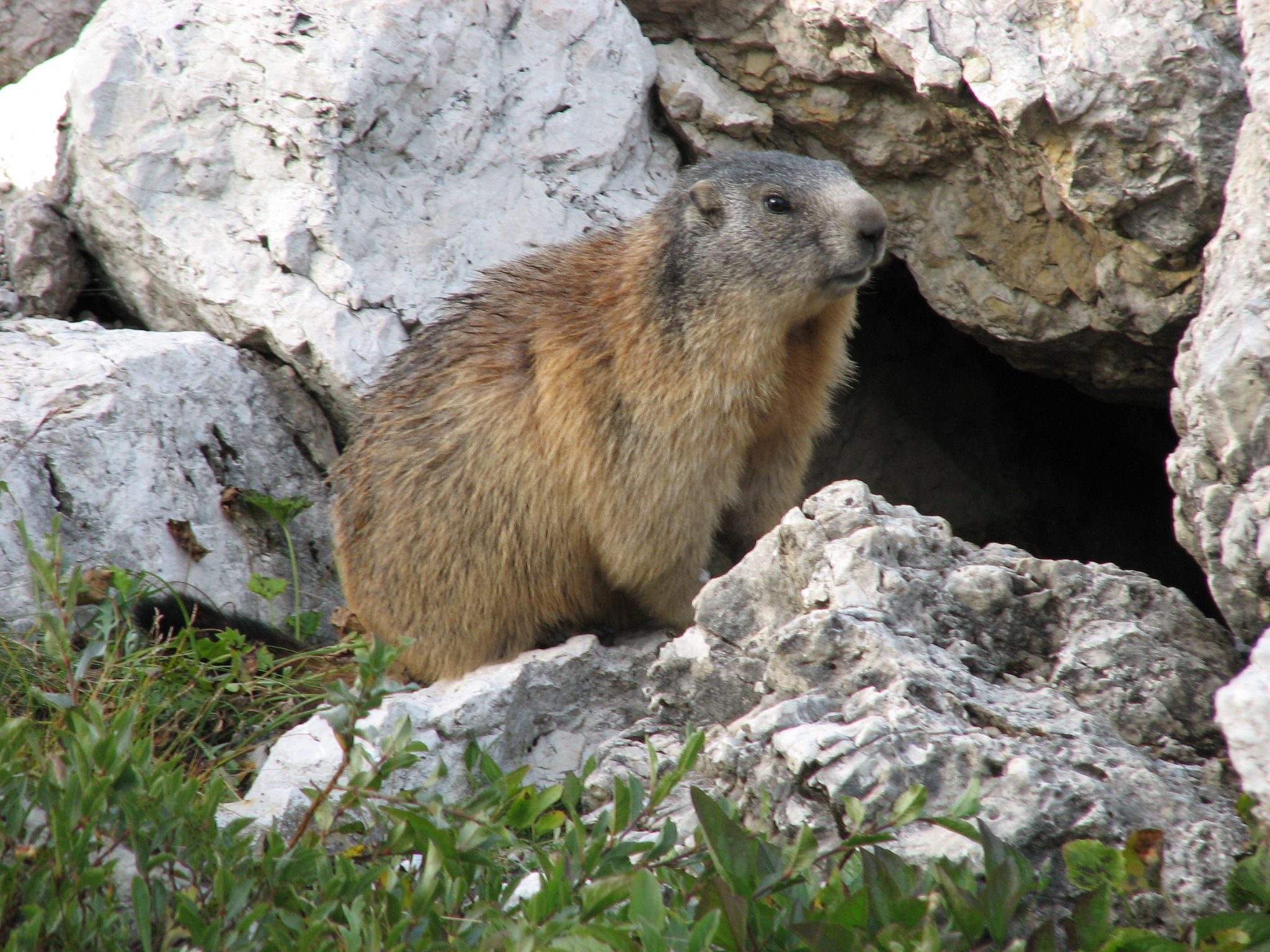 marmotta all'uscita della tana