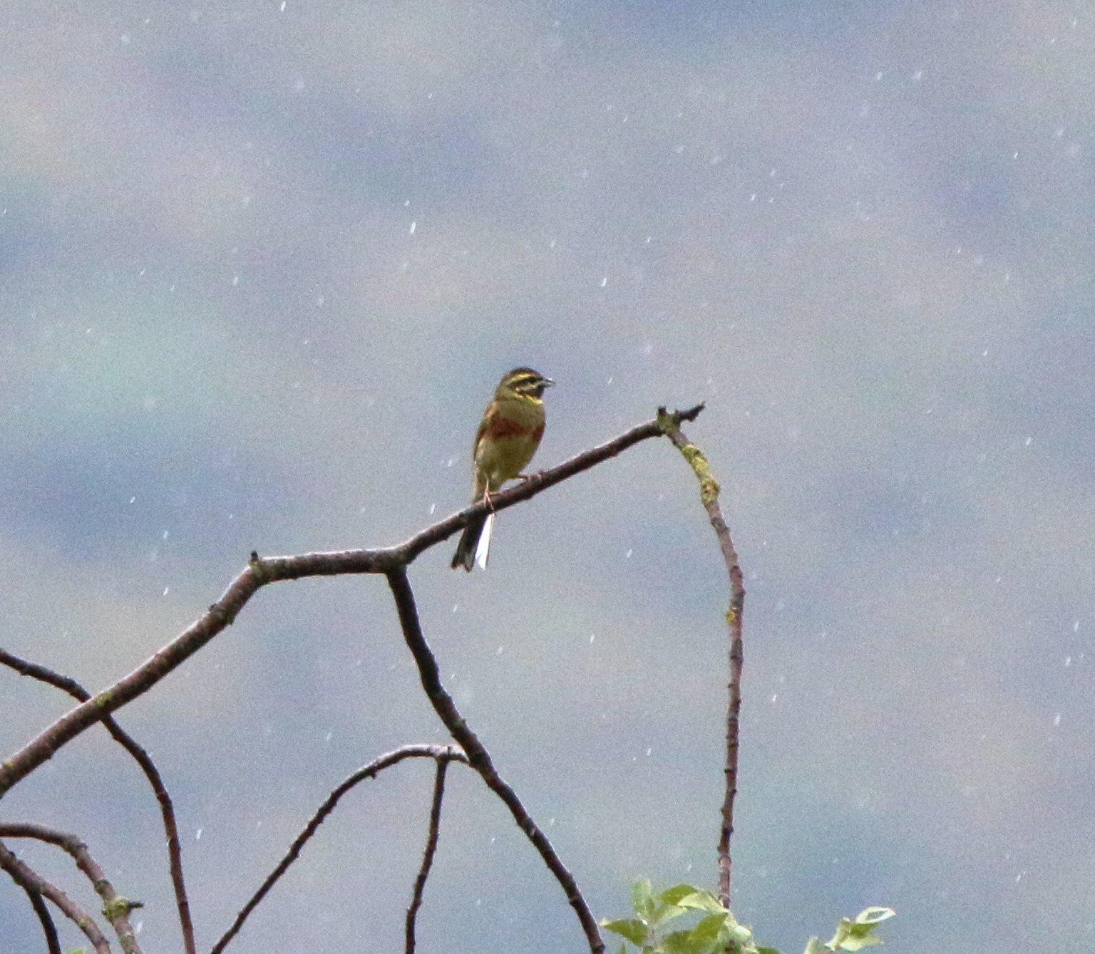Zigolo nero sotto la pioggia