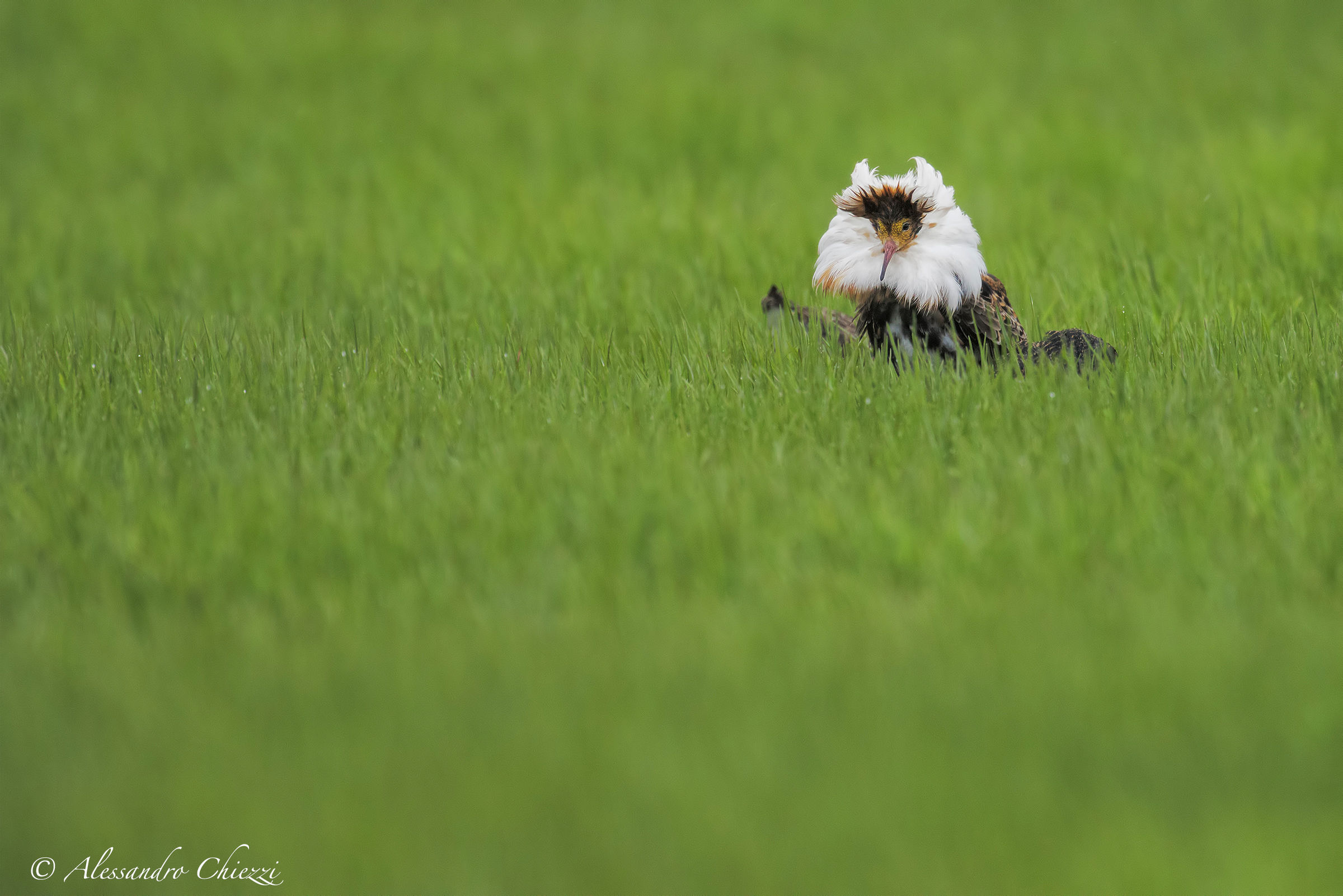 The lord of the field