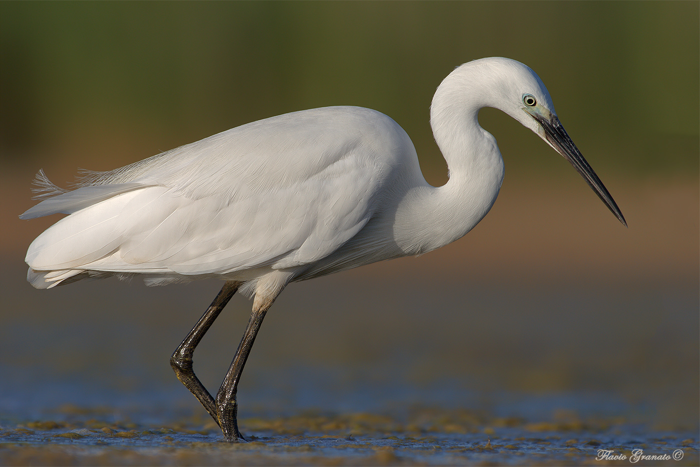 egret