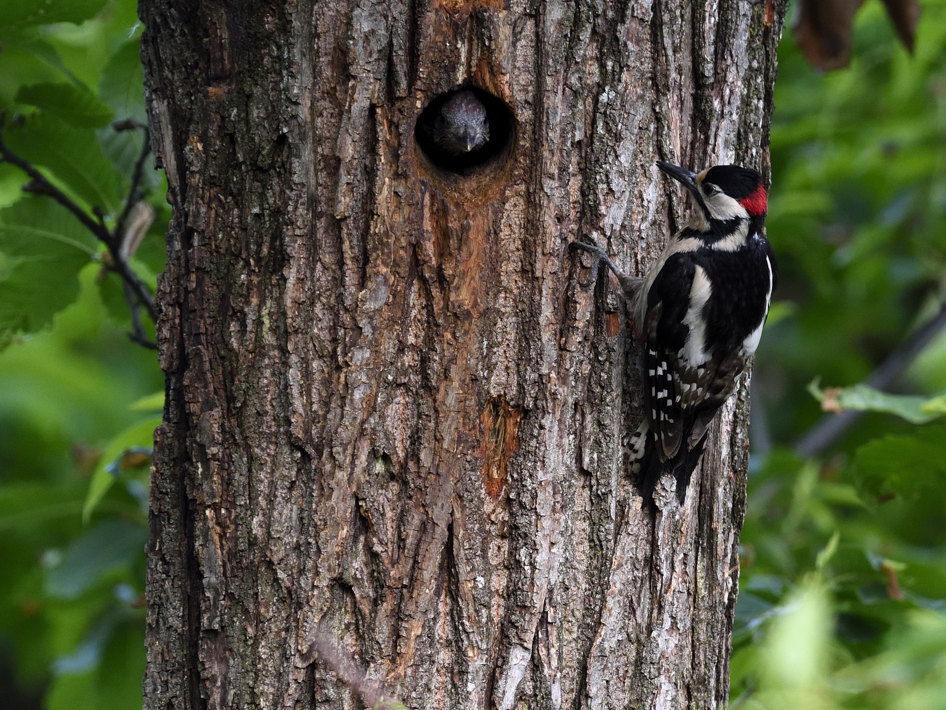 woodpecker to the nest of the green