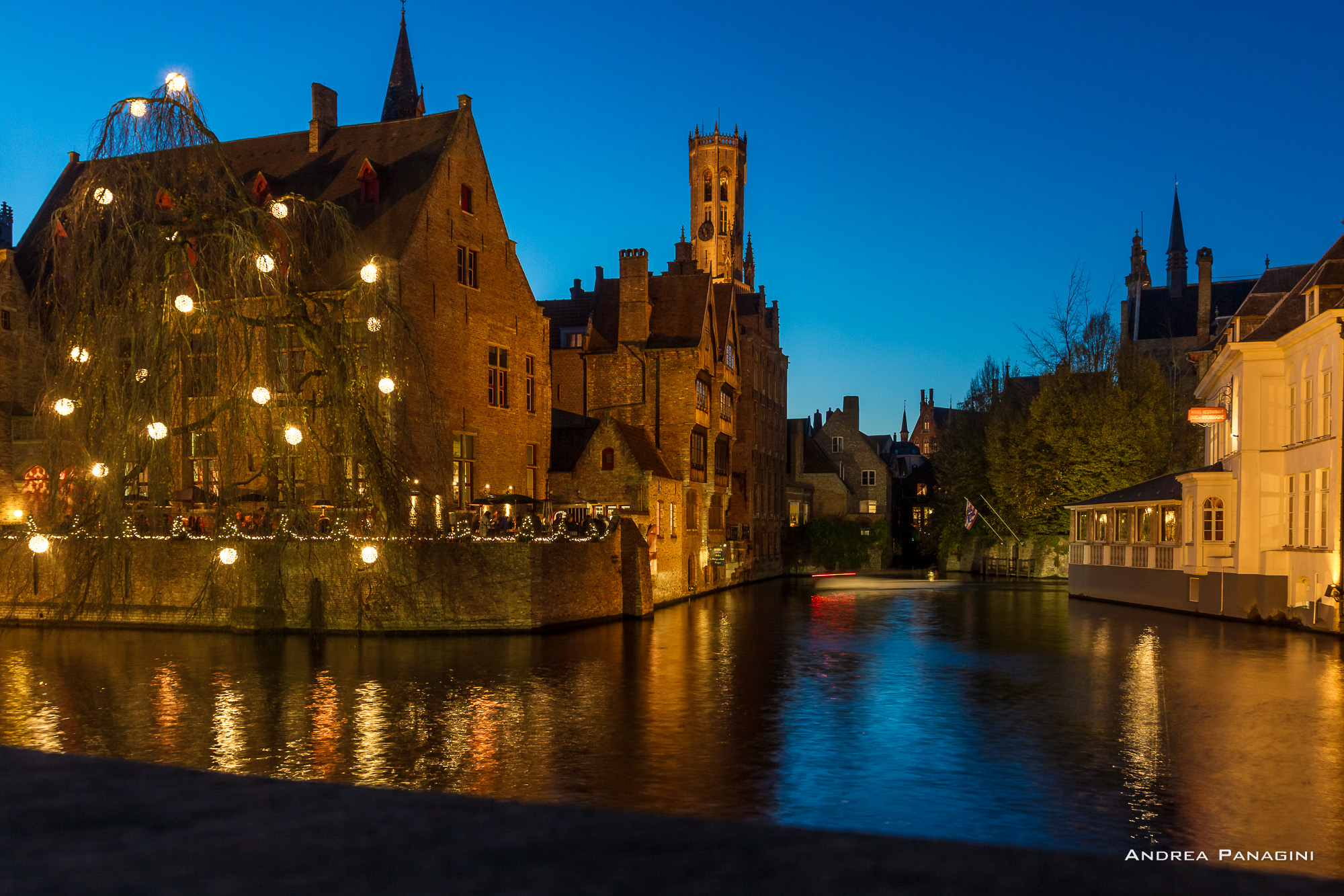 The tree of the fireflies