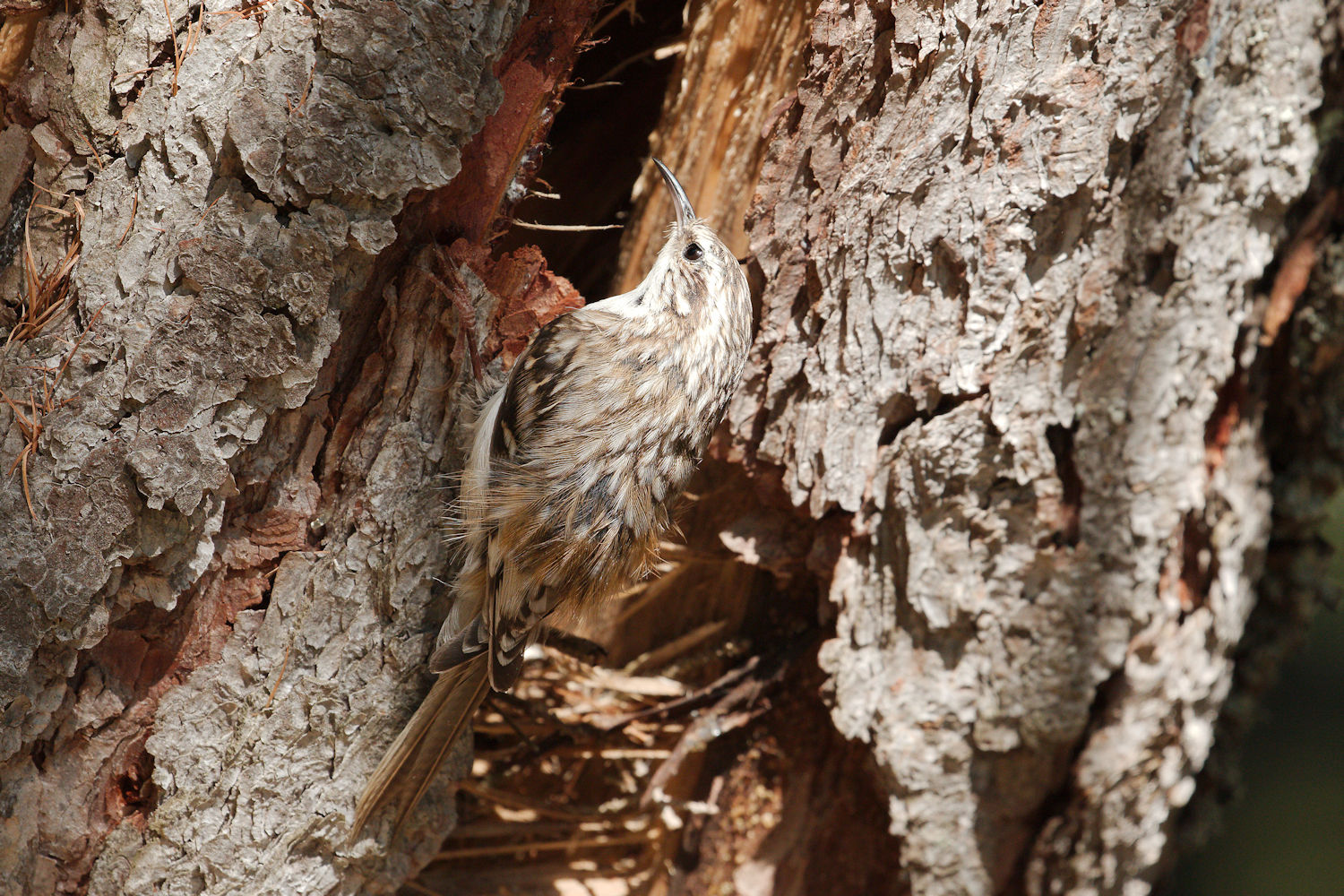 treecreeper 1