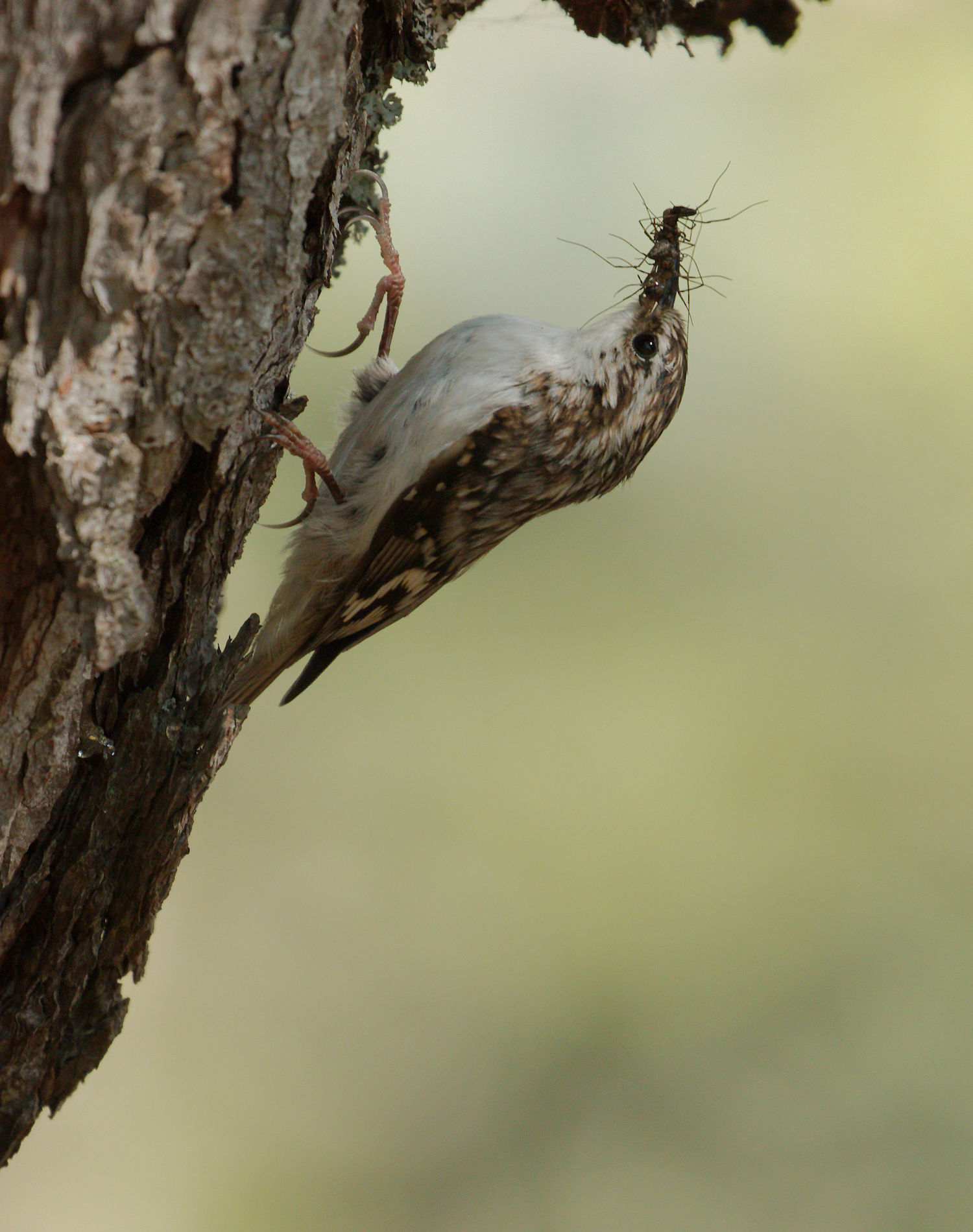 treecreeper 2