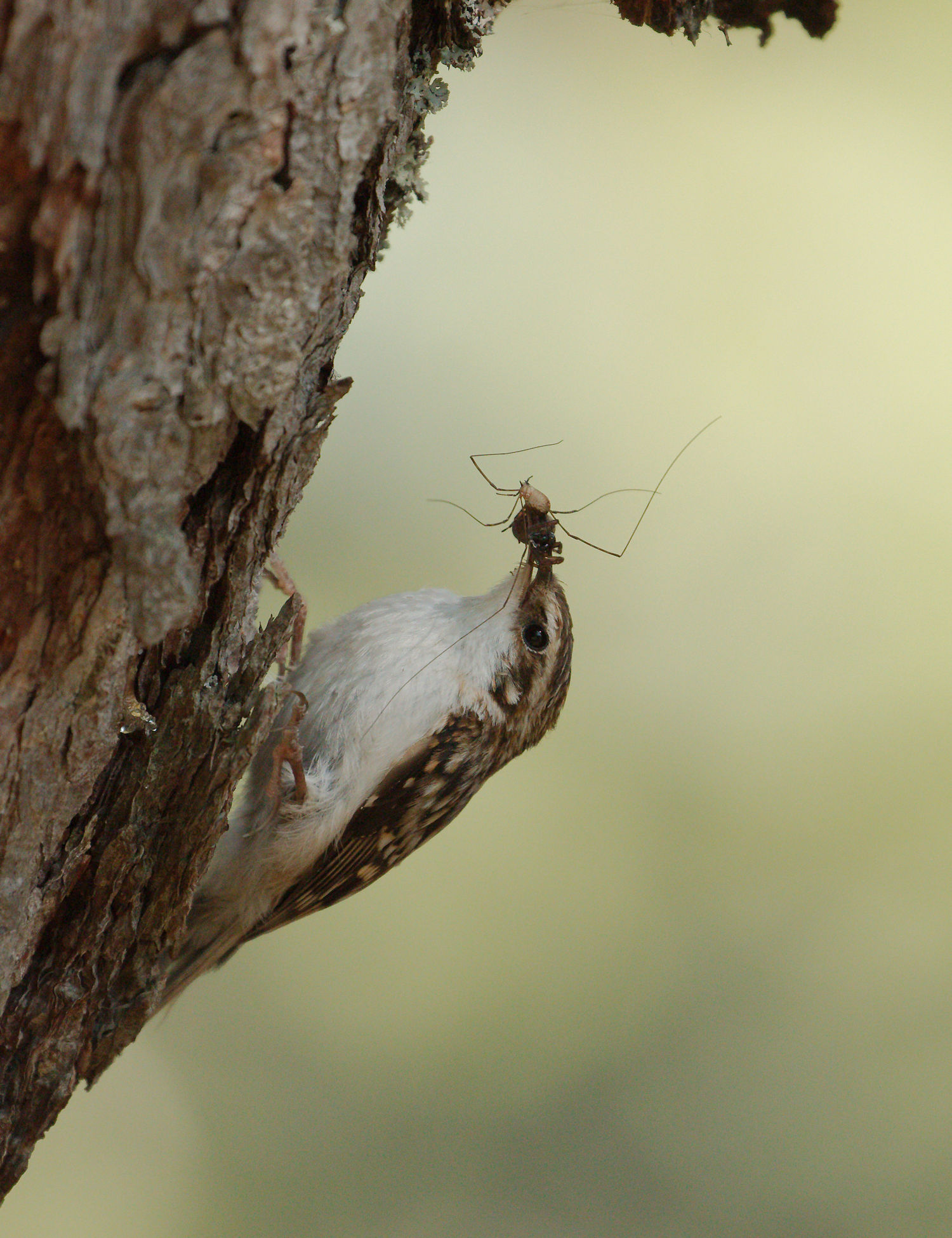 treecreeper 3