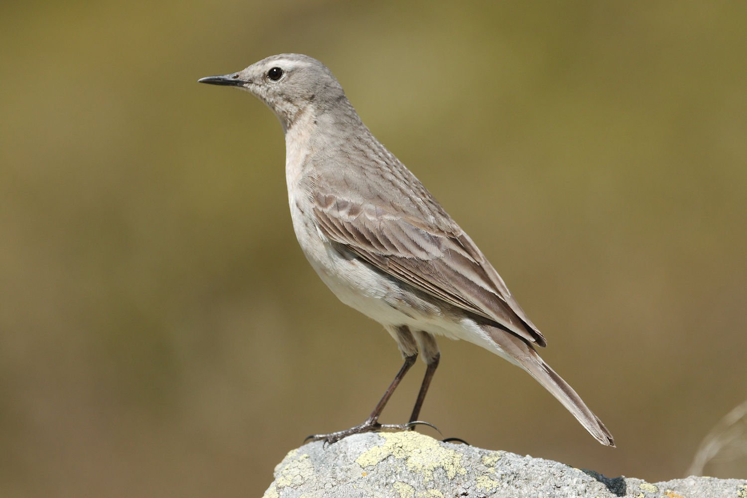 Pipit 1