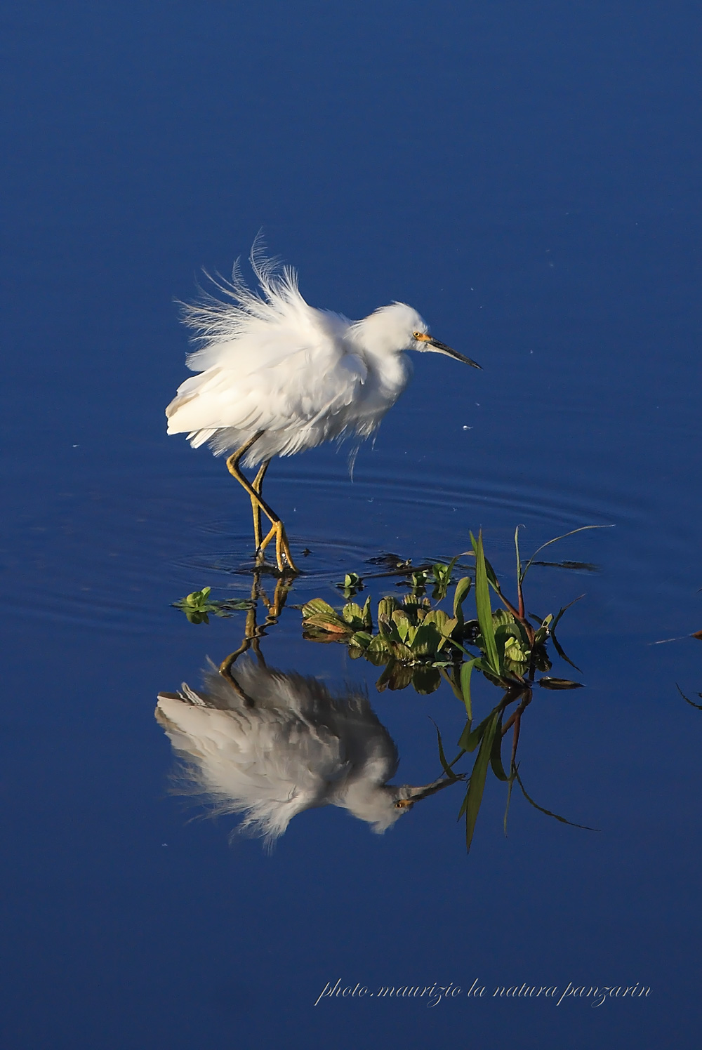 snowy egret