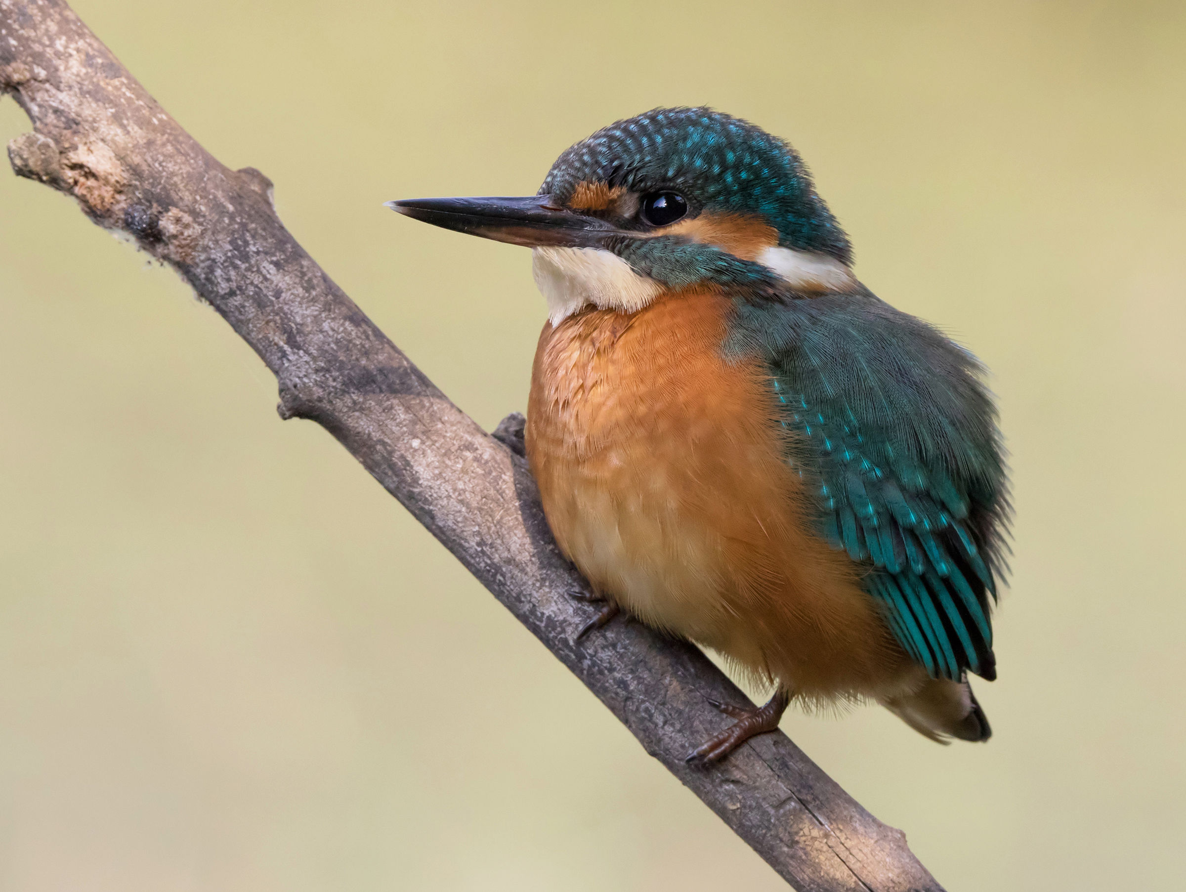 Kingfisher