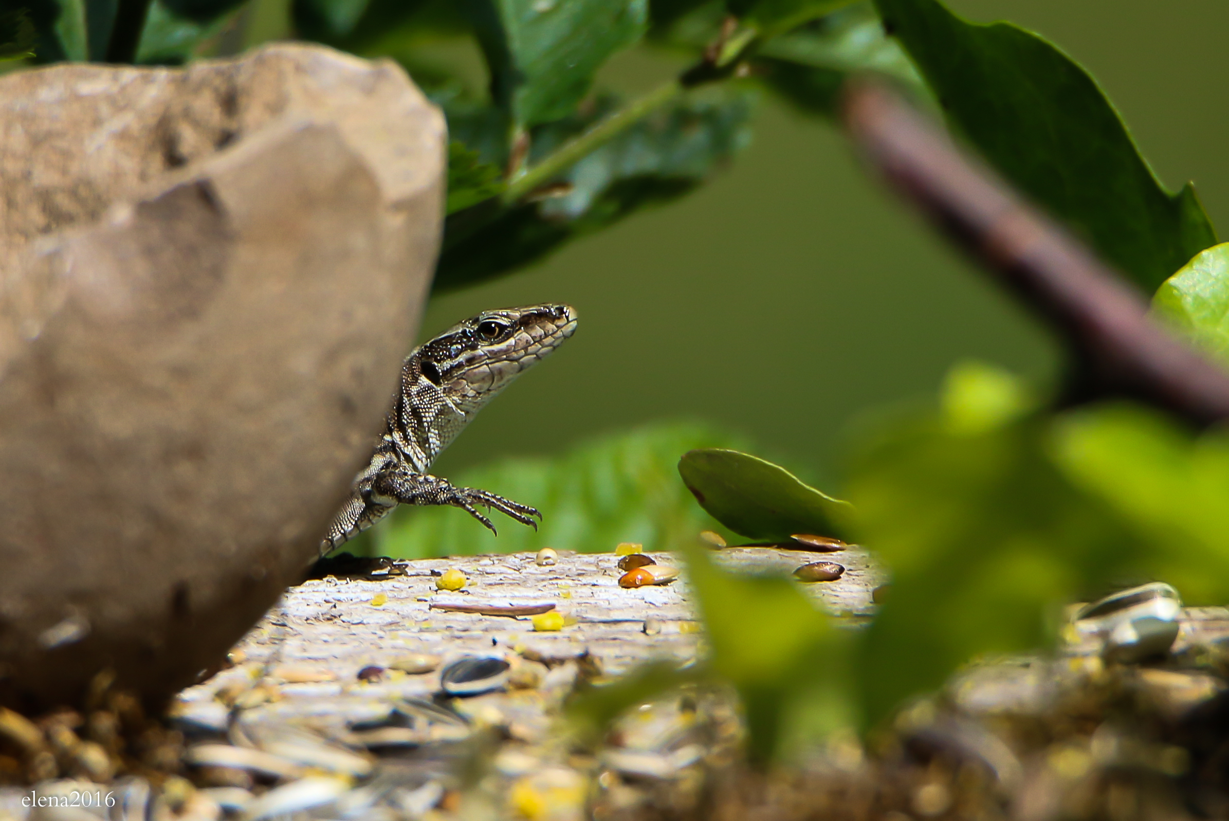 Lizard in the garden
