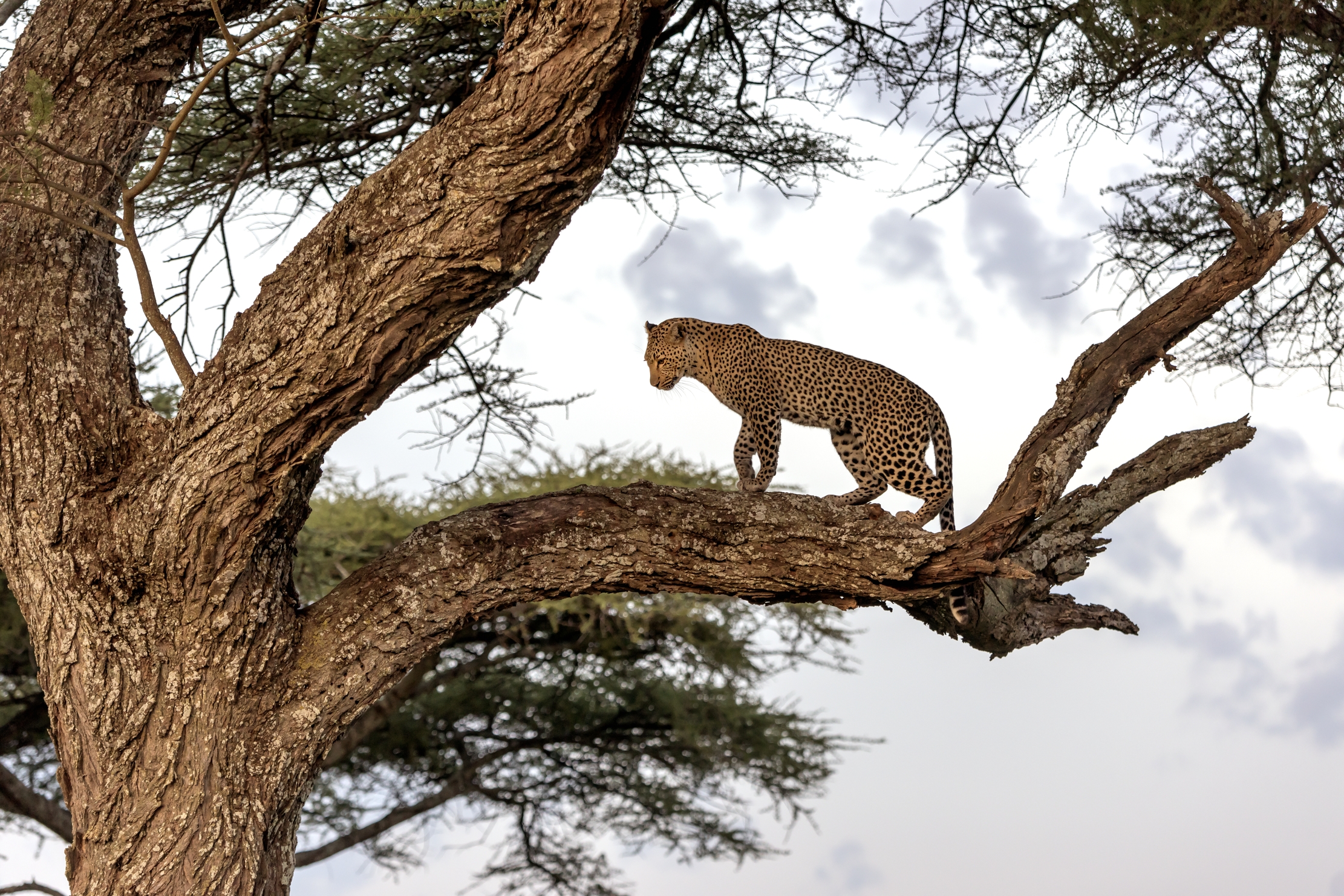 Tanzania 2016 - Di sera