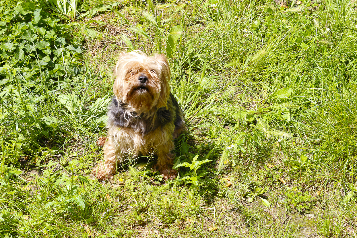 A breakfast with Brenno