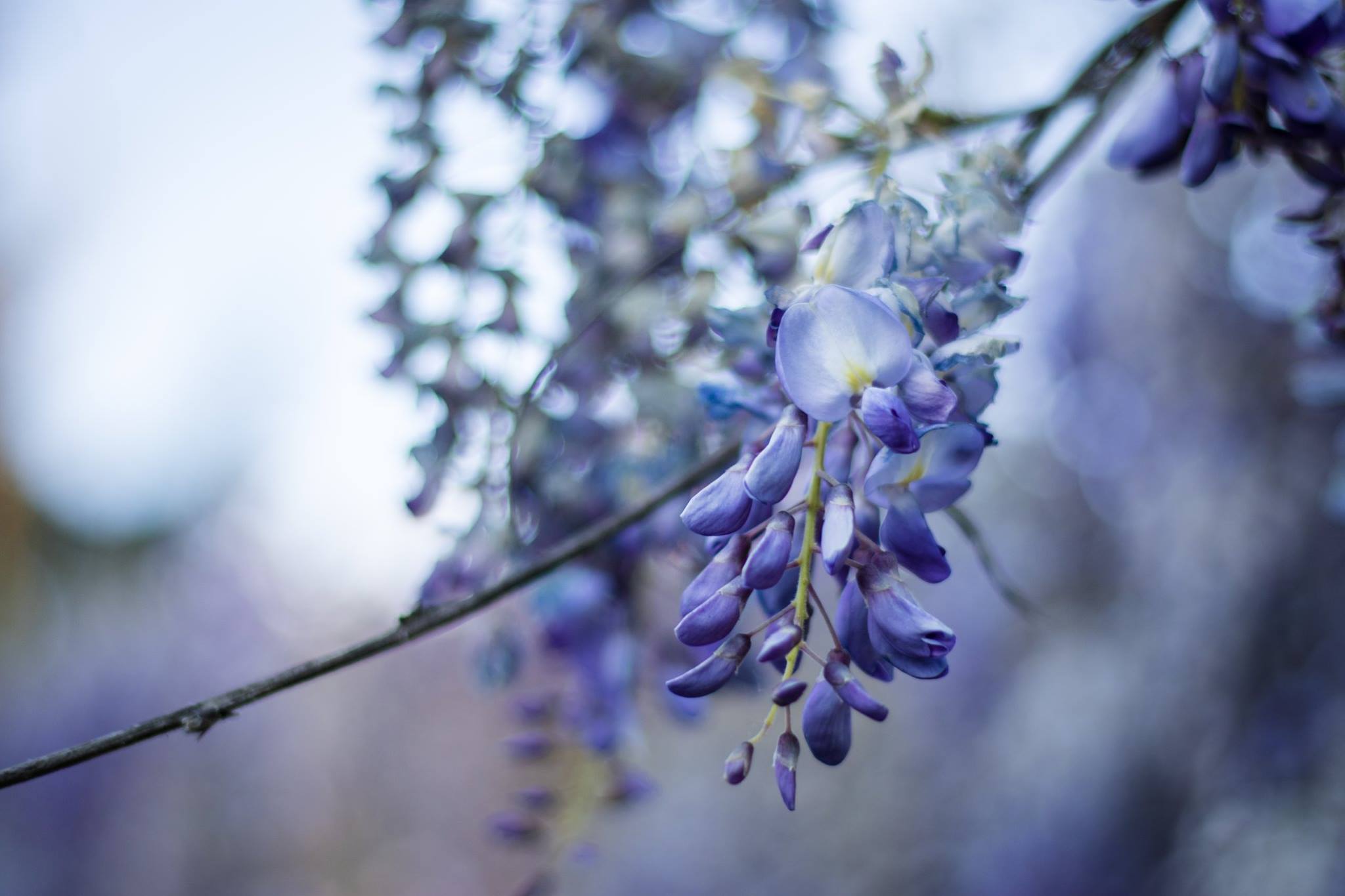 La bellezza della primavera