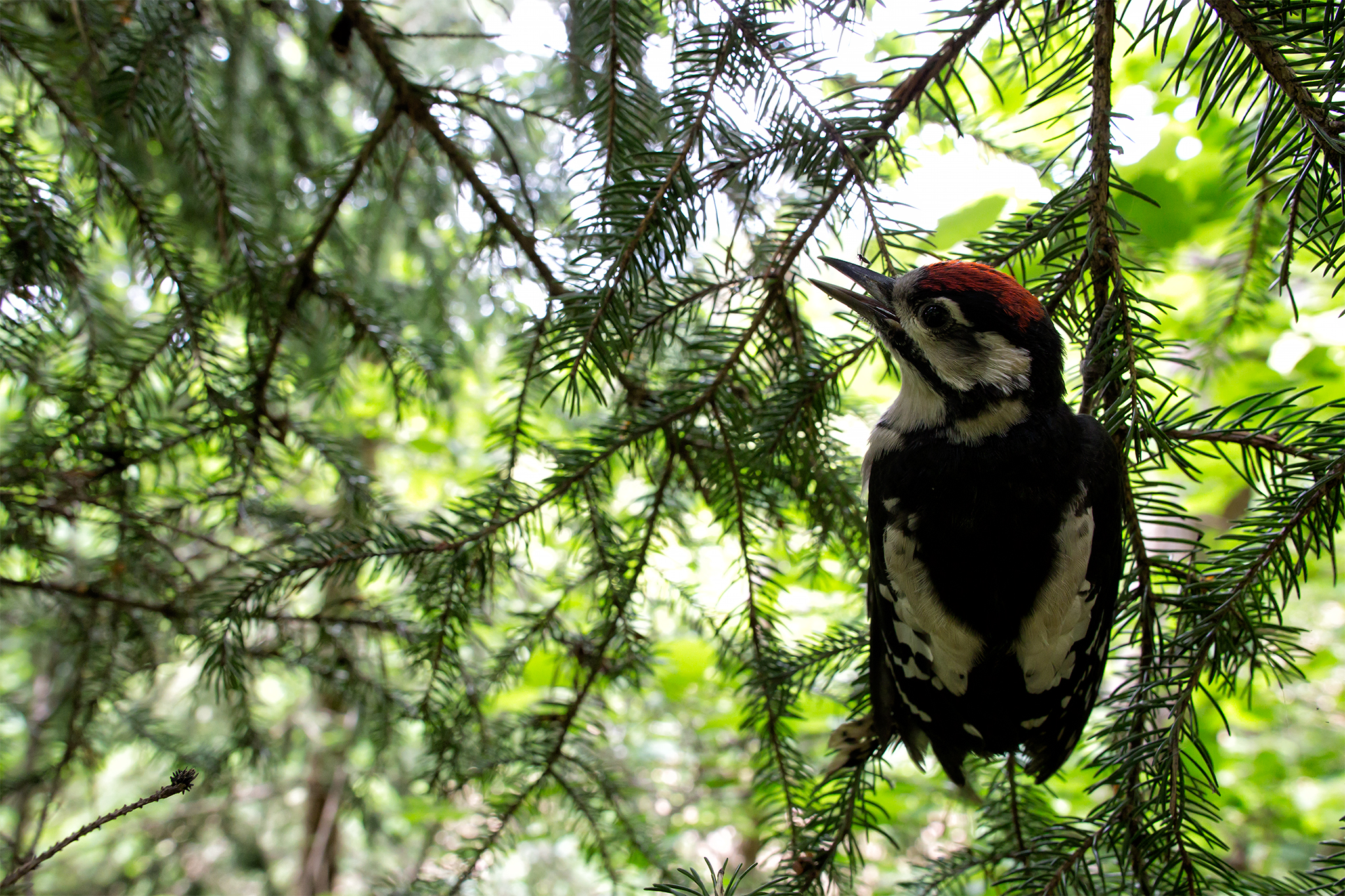 Lasciami in pace, sto imparando a volare!