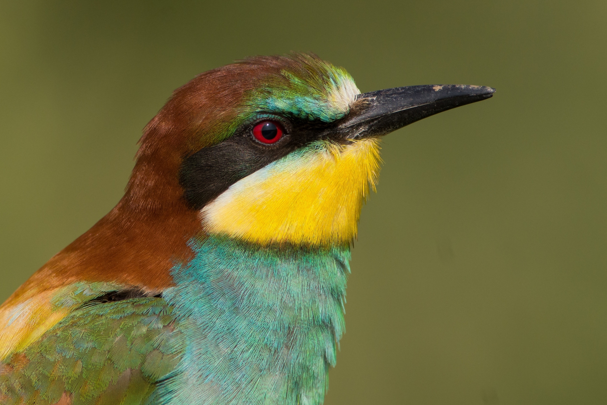 Bee Eater