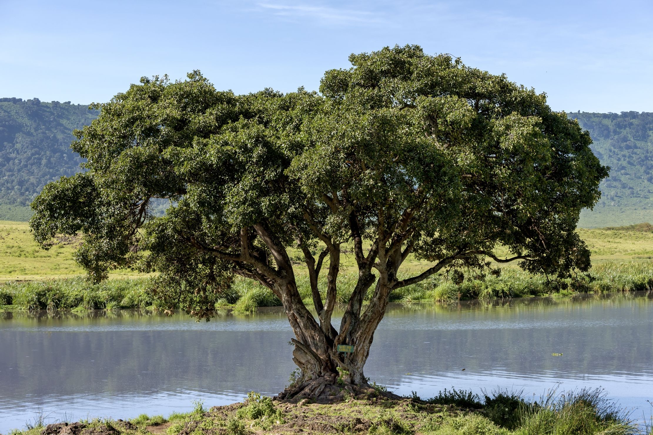 Tanzania 2016 - Nel Ngorongoro crater