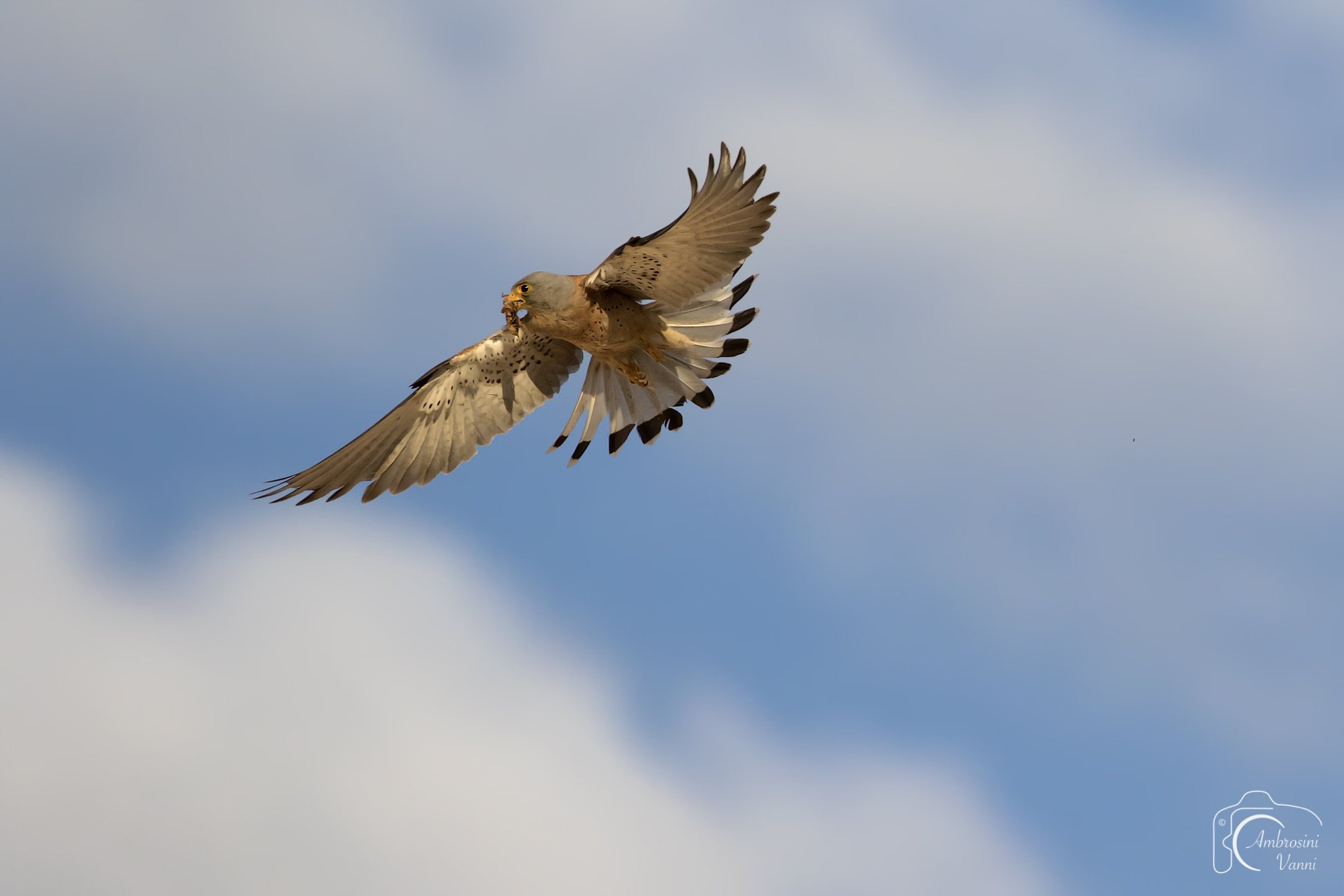 the lesser kestrel