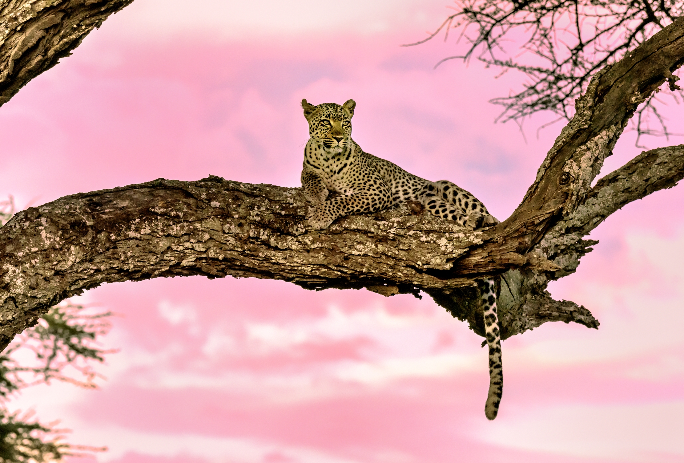 Tanzania 2016 - Sul ramo