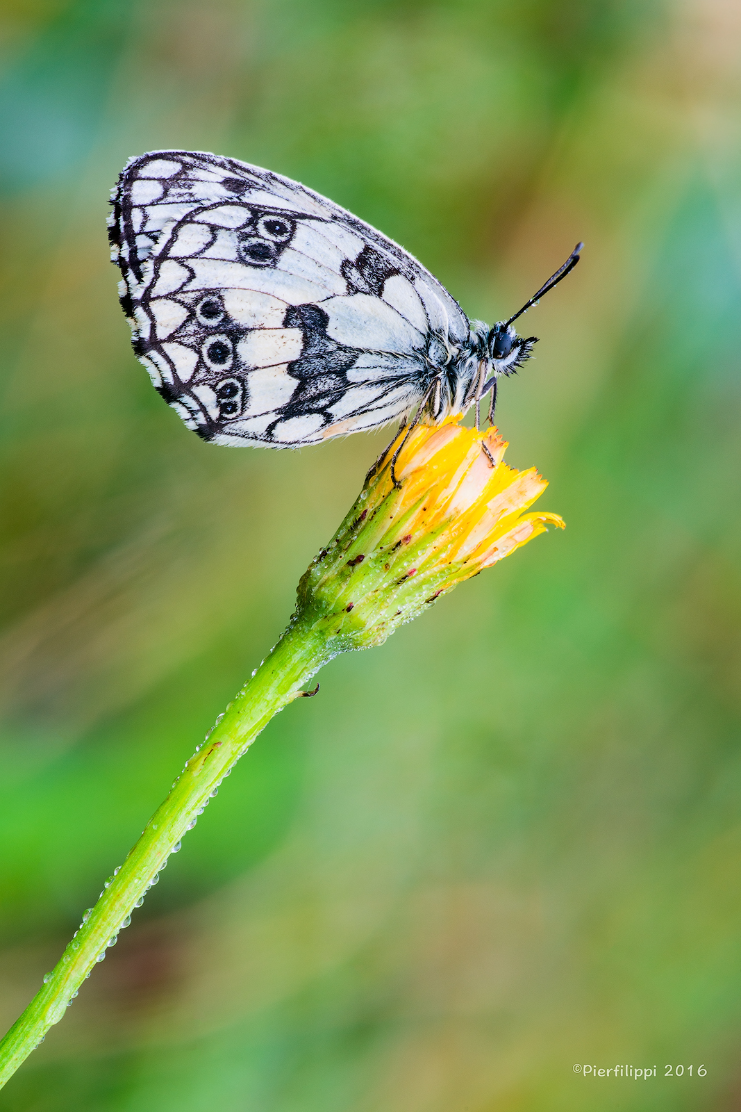 Melanargia Galathea