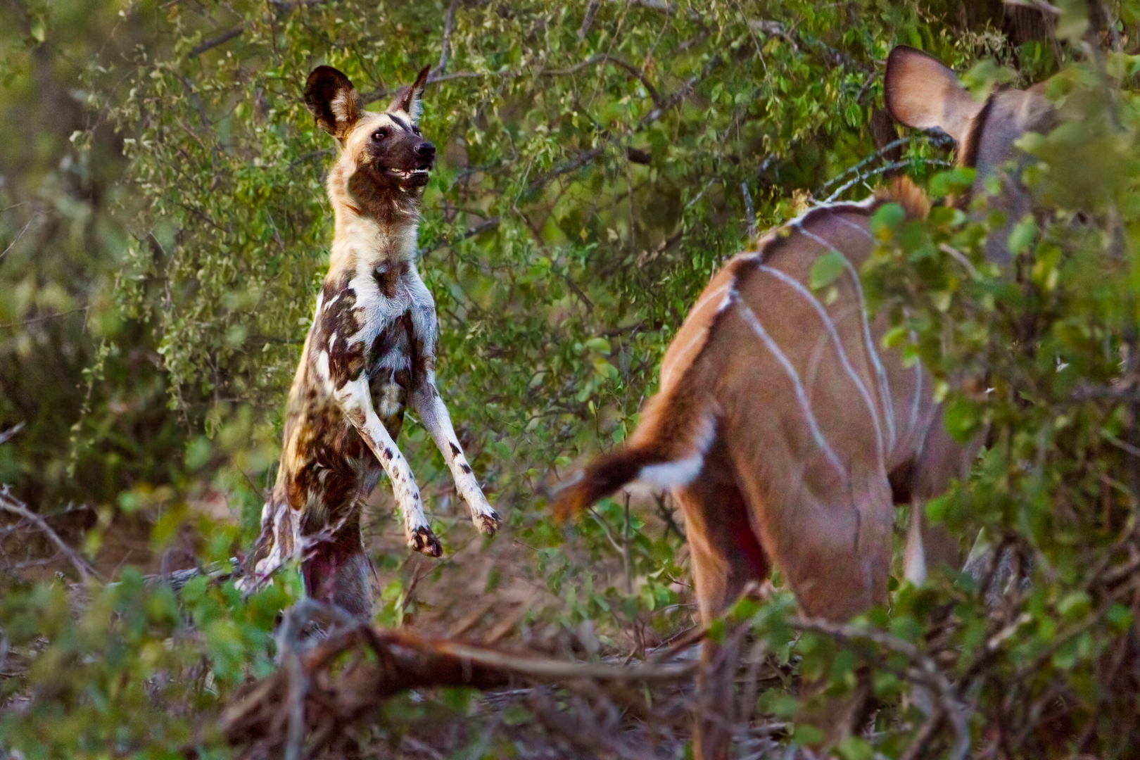 Ultimo controllo per l'uccisione