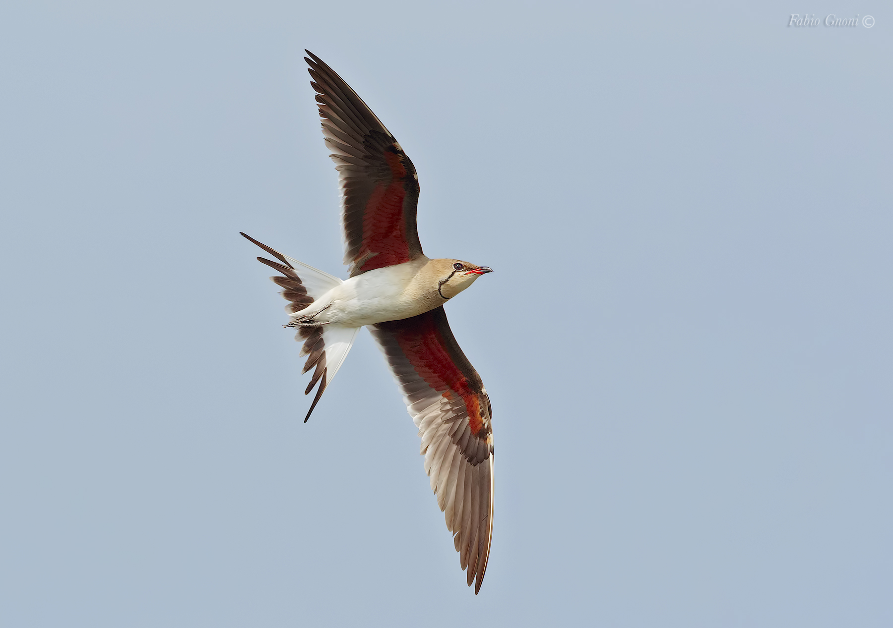 Pratincole