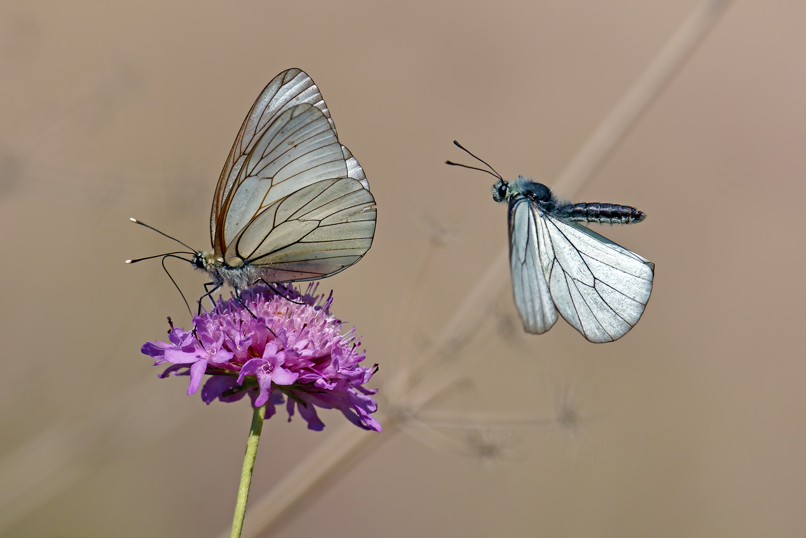 Una coppia innamorata - Aporia Crataegi  in volo 2