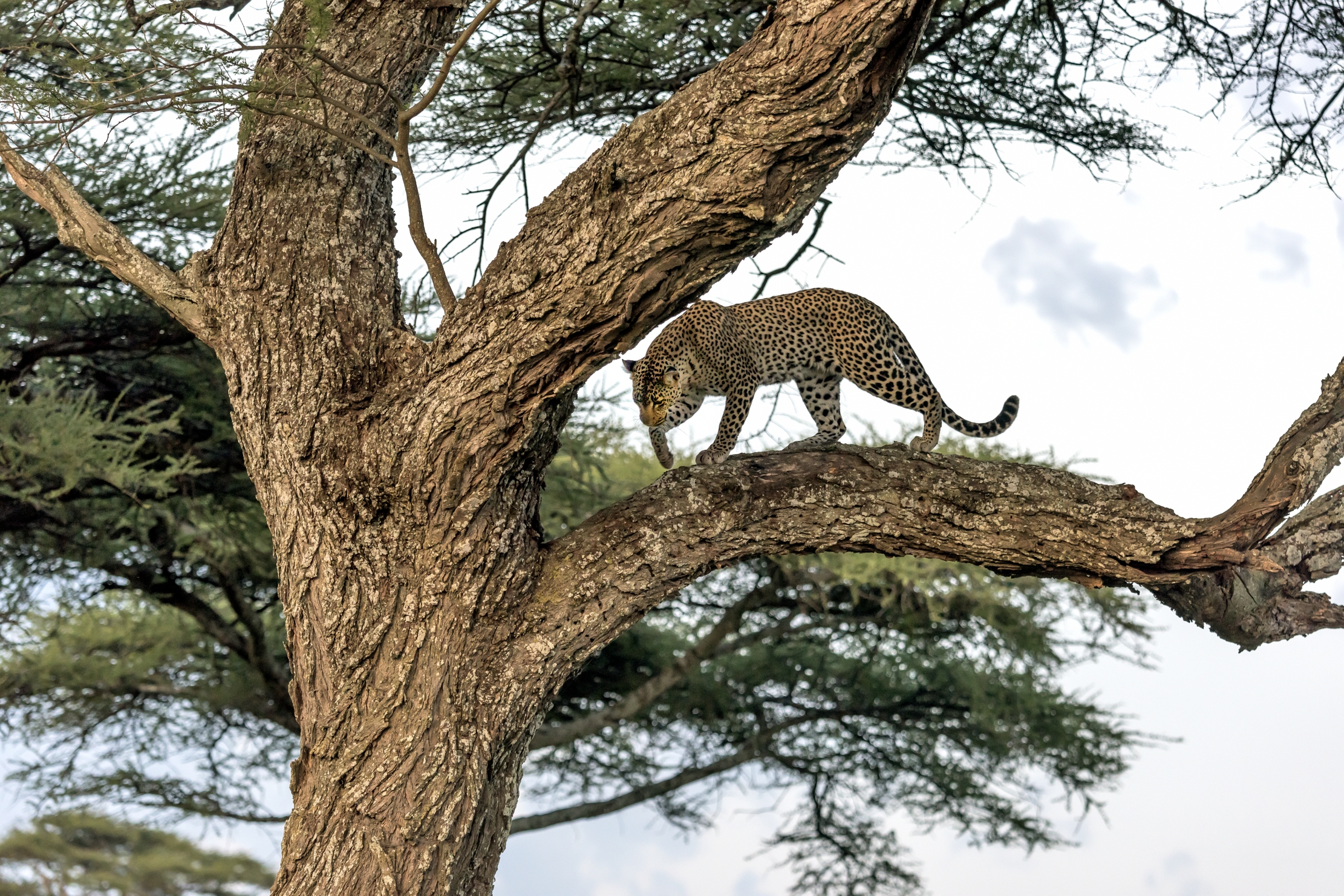 Tanzania 2016 - Leopard
