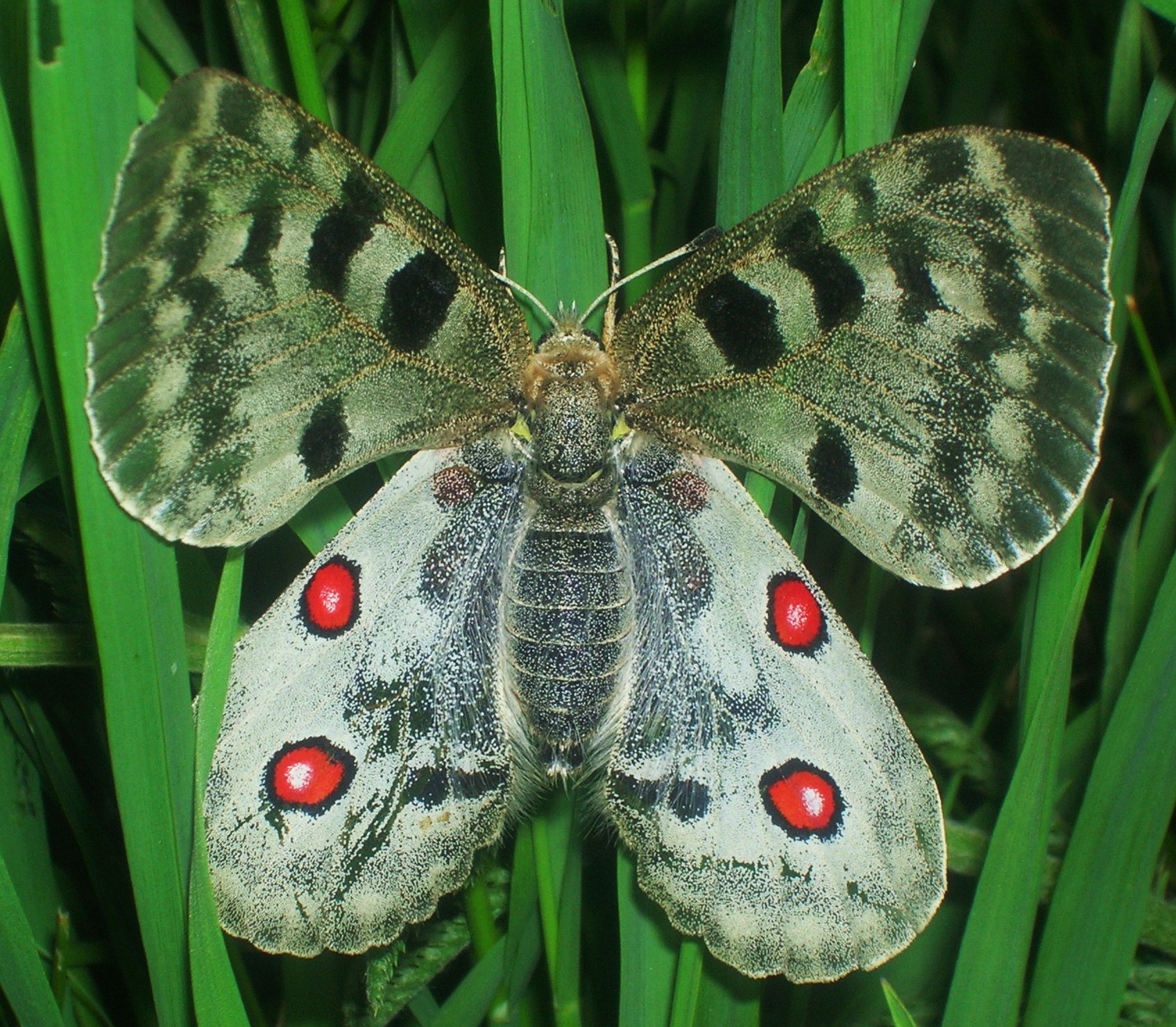 Paranassius apollo