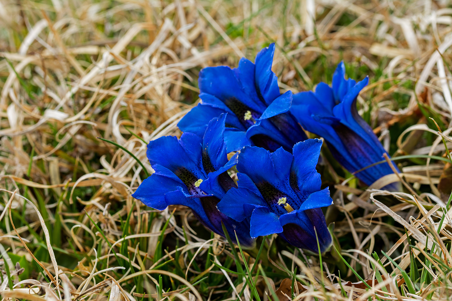 Gentiana acaulis