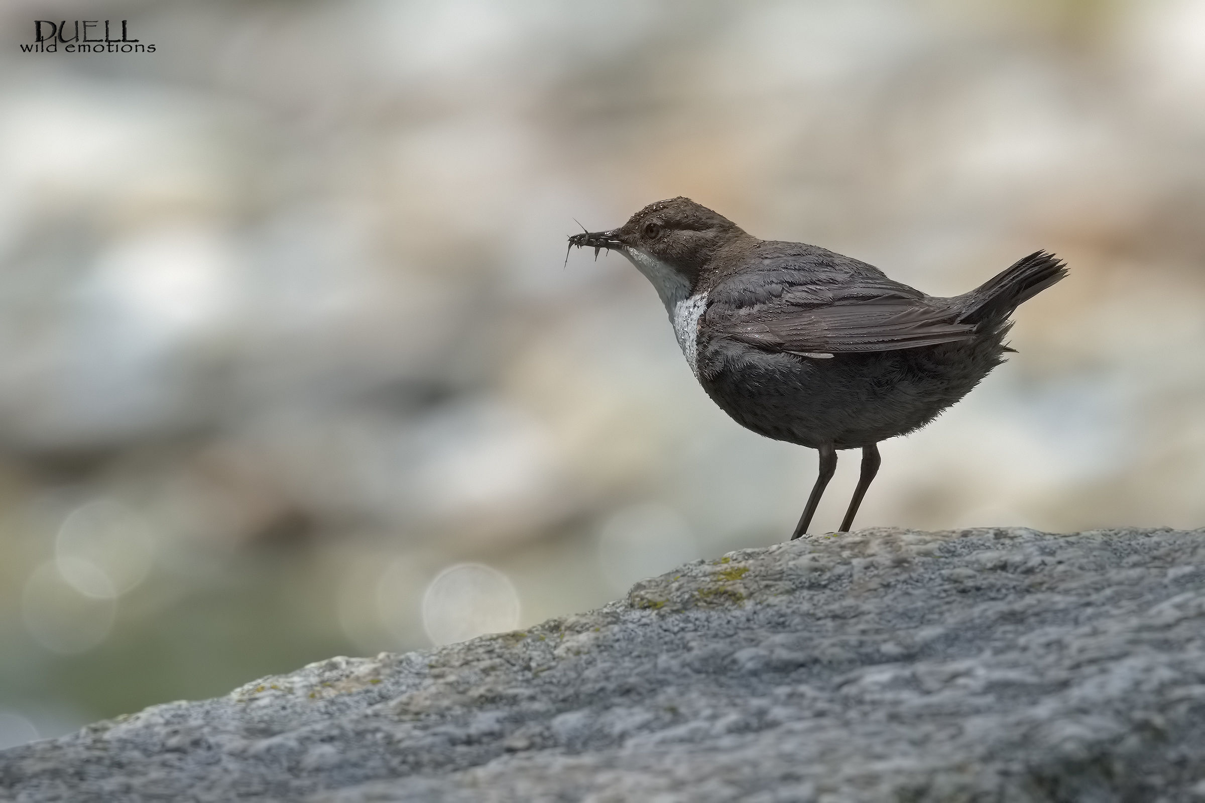 dipper