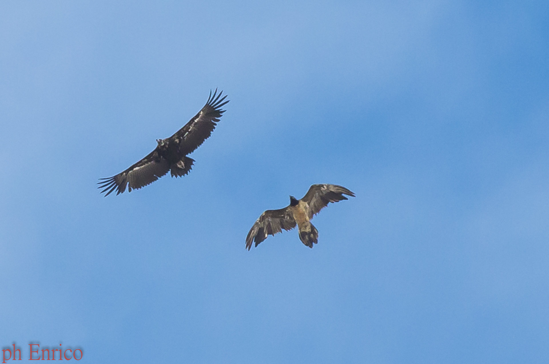 Monaco and Bearded Vulture