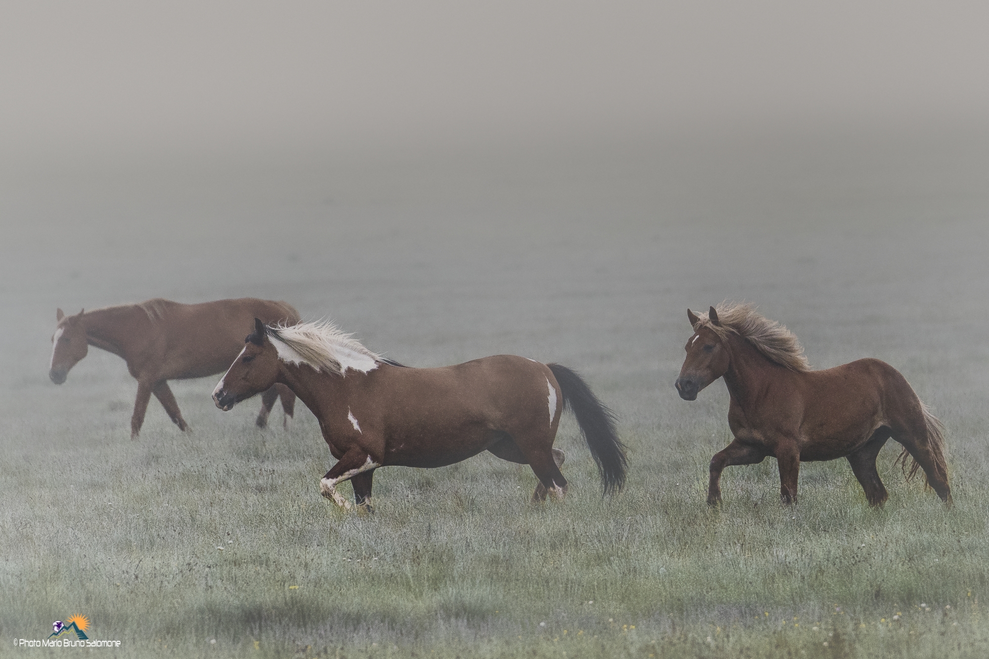 Manes in the fog