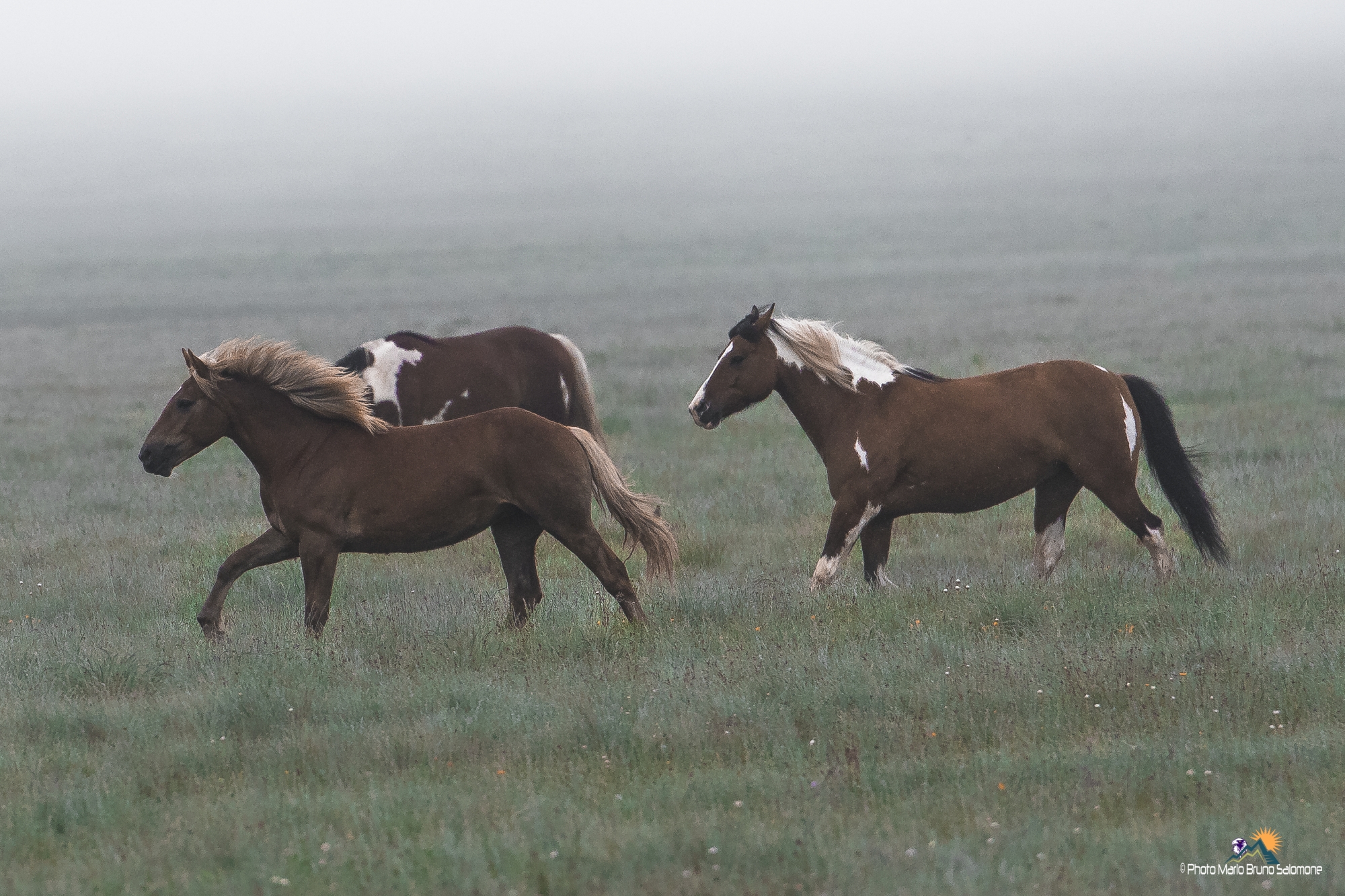 Horses and fog 2