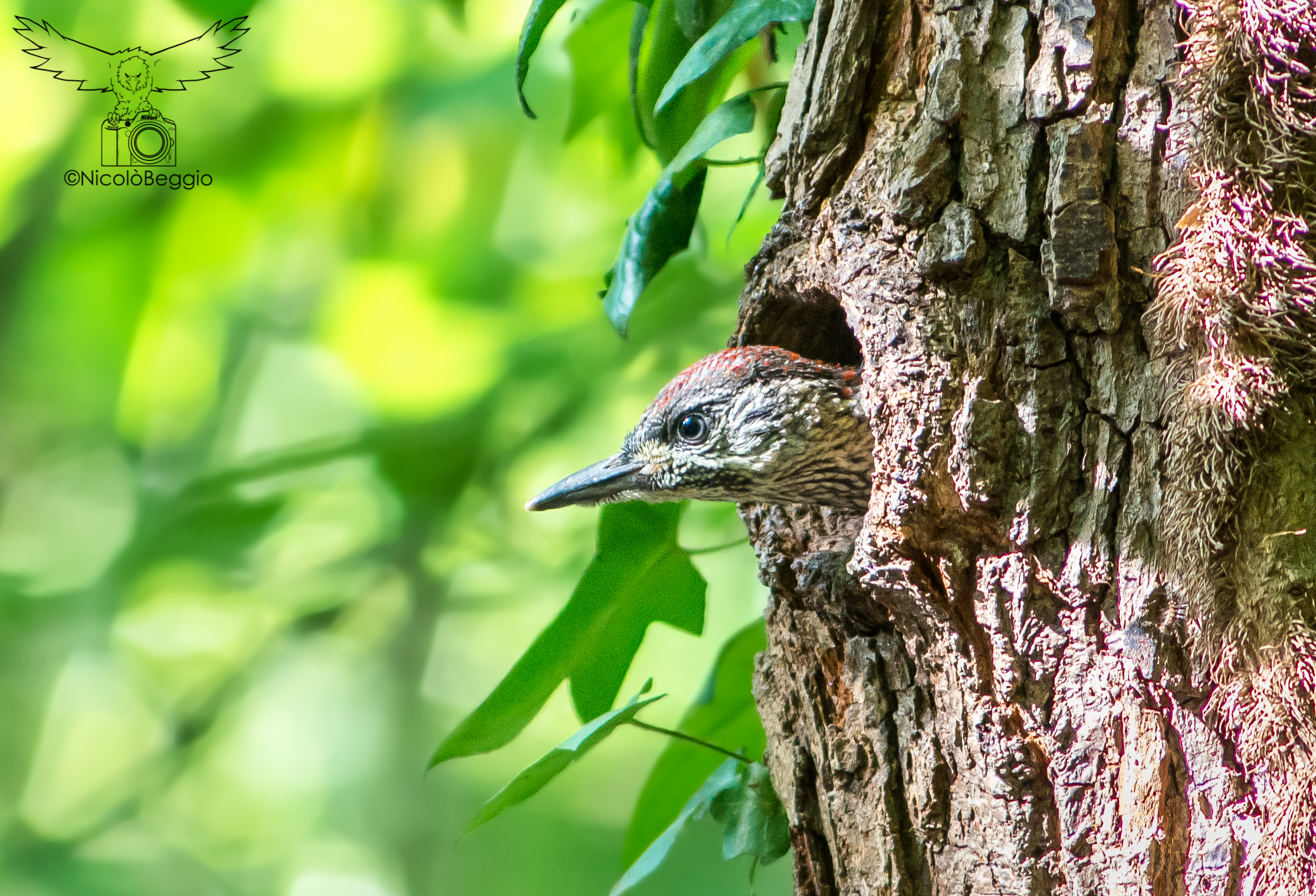 Piccolo di Picchio Verde